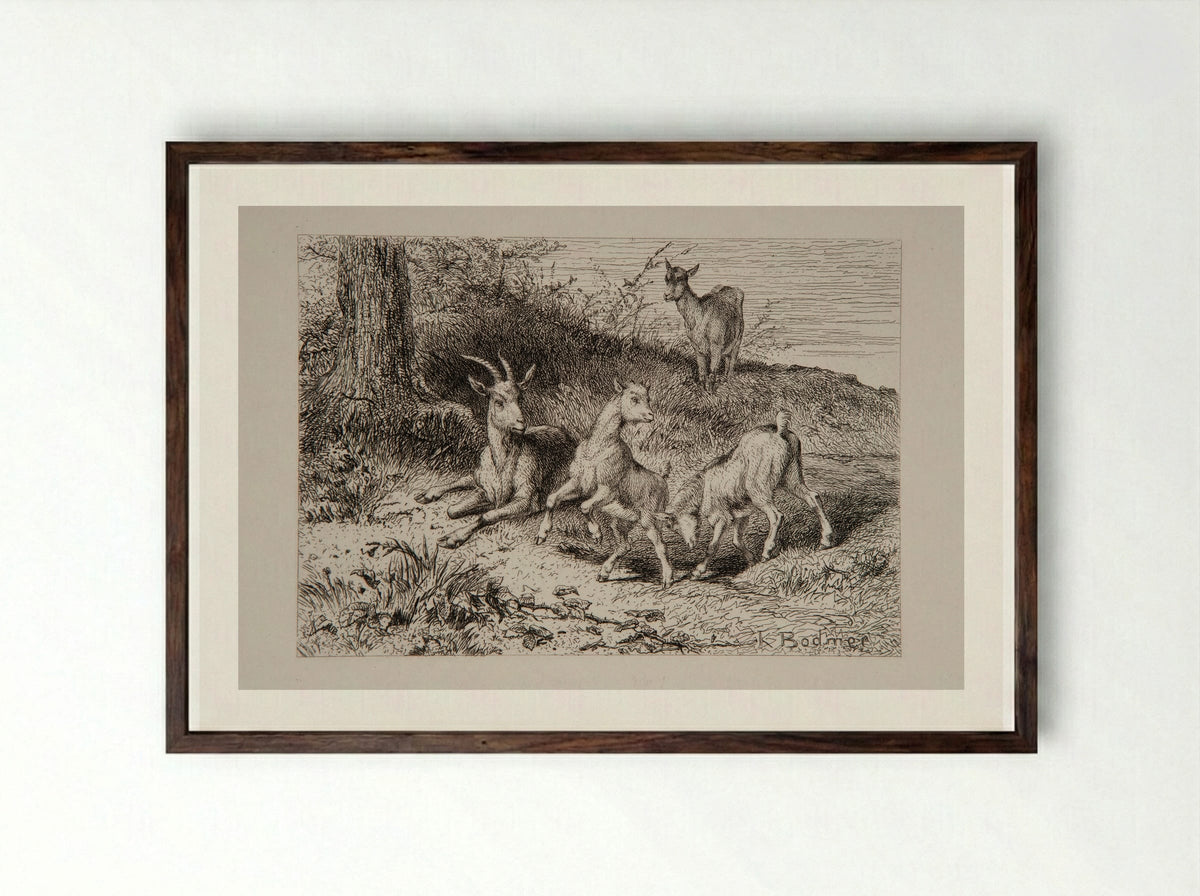Family of Goats - Karl Bodmer - Framed Print Dark Wood