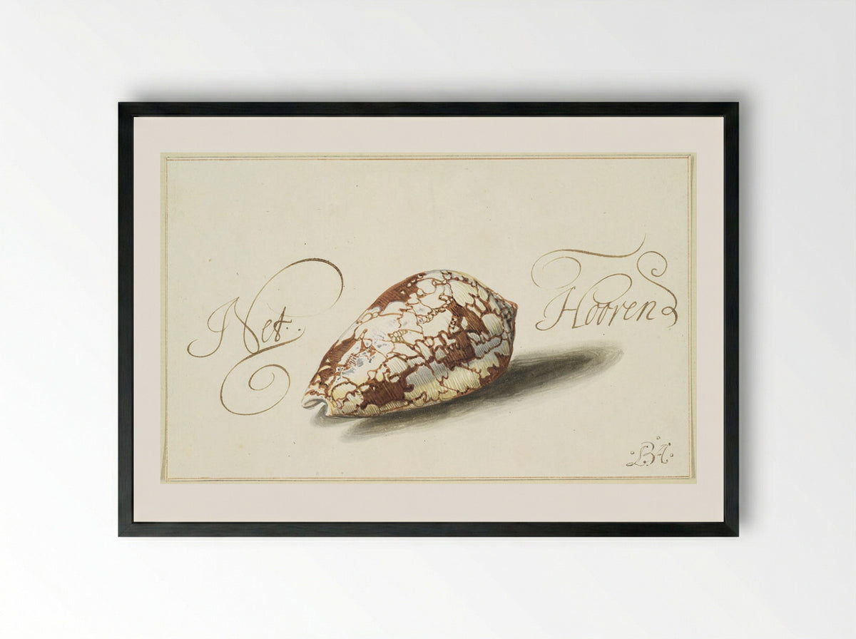 Feathered Cone Shell - Balthasar van der Ast - Framed Print Black