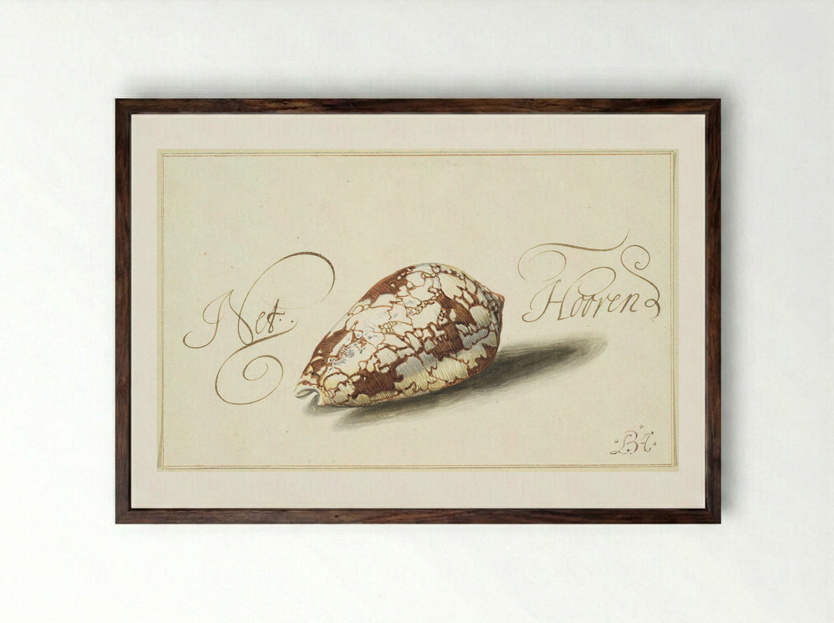 Feathered Cone Shell - Balthasar van der Ast - Framed Print Dark Wood