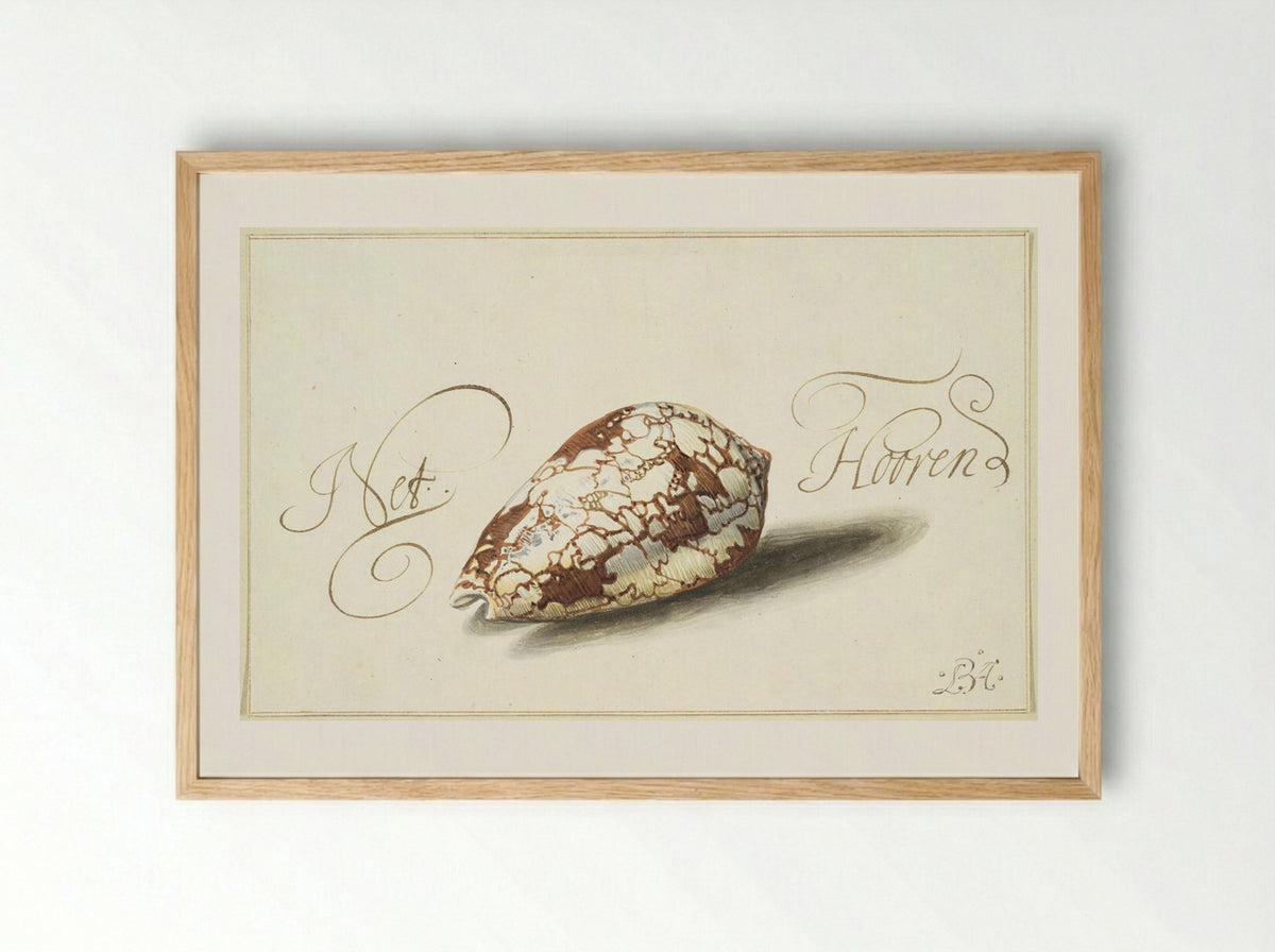 Feathered Cone Shell - Balthasar van der Ast - Framed Print Wood