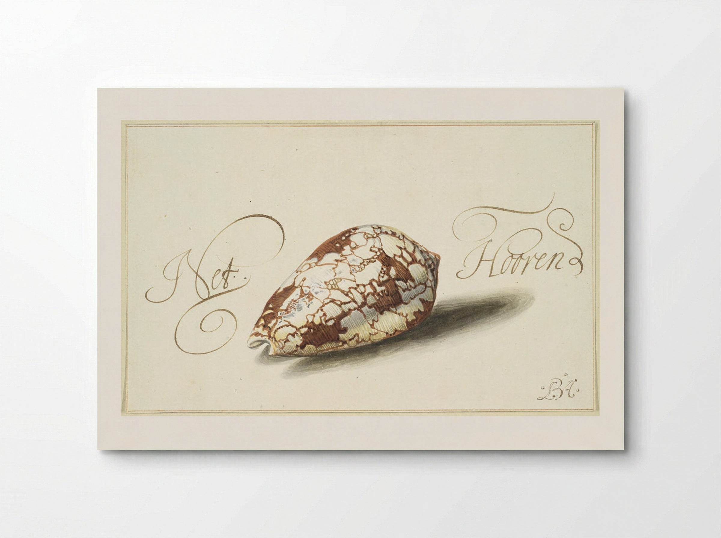 Feathered Cone Shell - Balthasar van der Ast - Poster