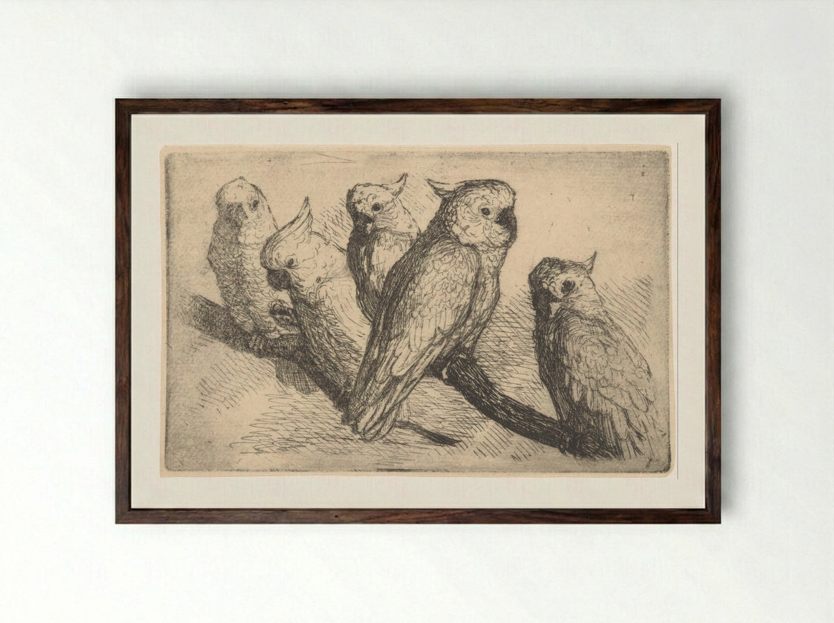 Five Cockatoos on a Branch - de Groot - Framed Print Dark Wood