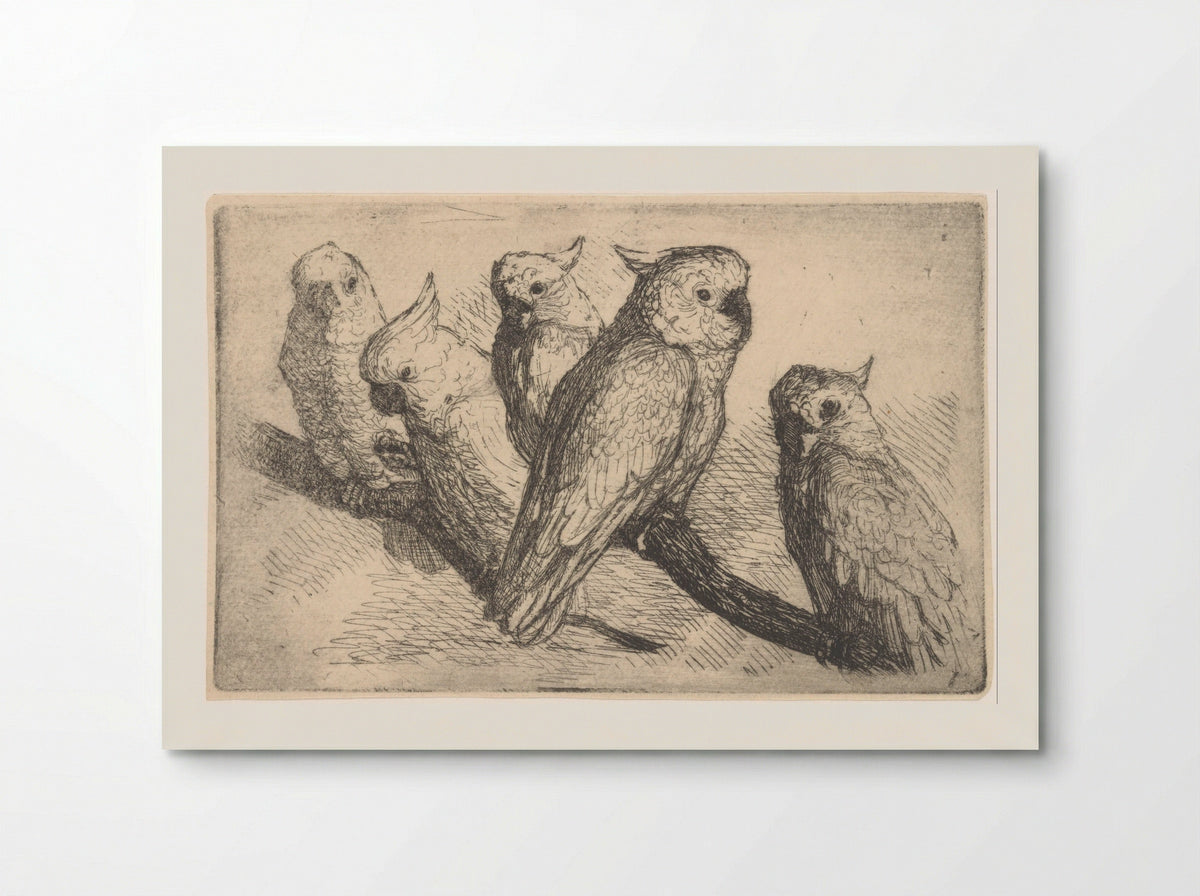 Five Cockatoos on a Branch - de Groot - Poster