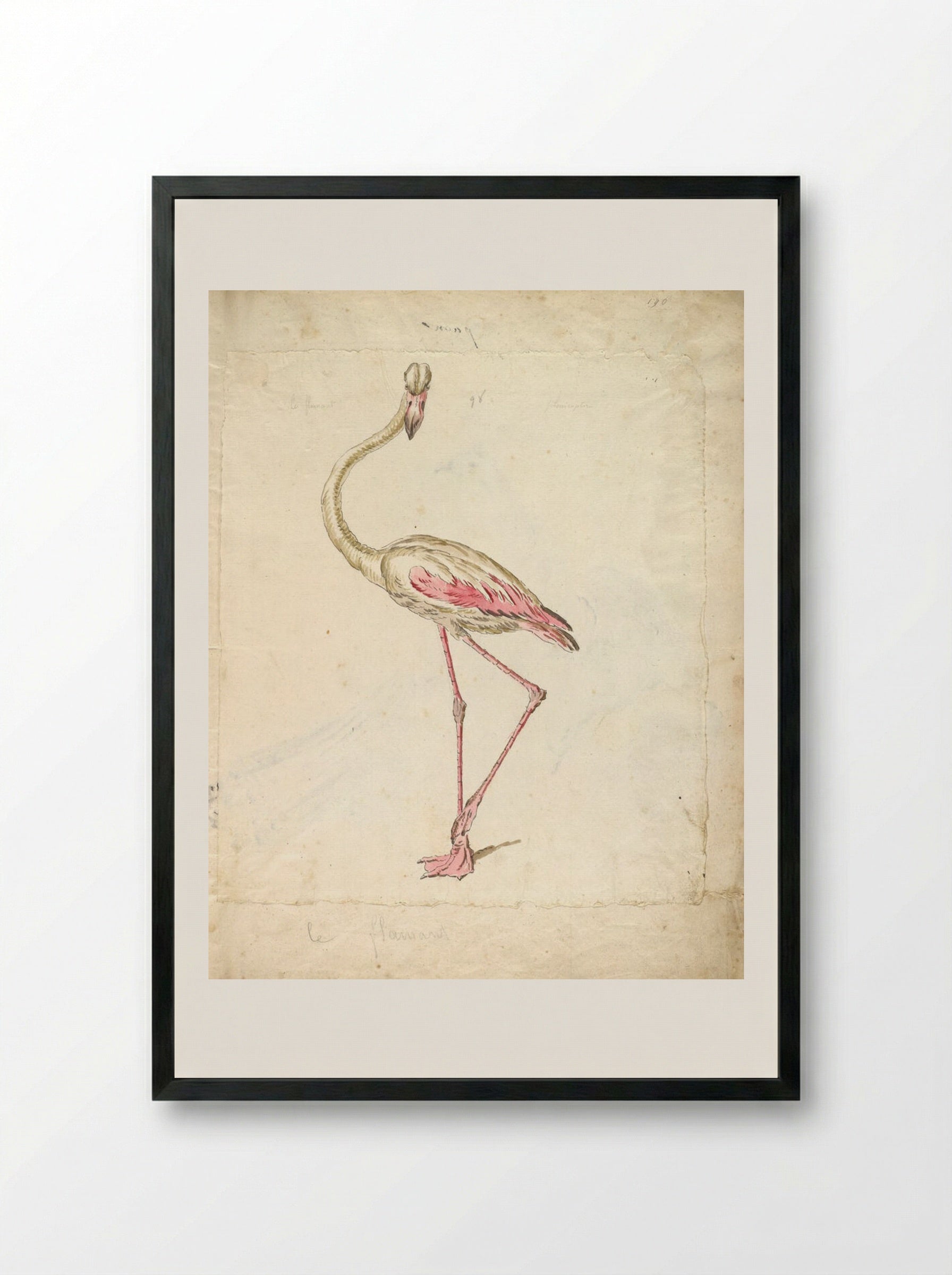 Flamingo - Jean-Baptiste Oudry - Framed Print Black