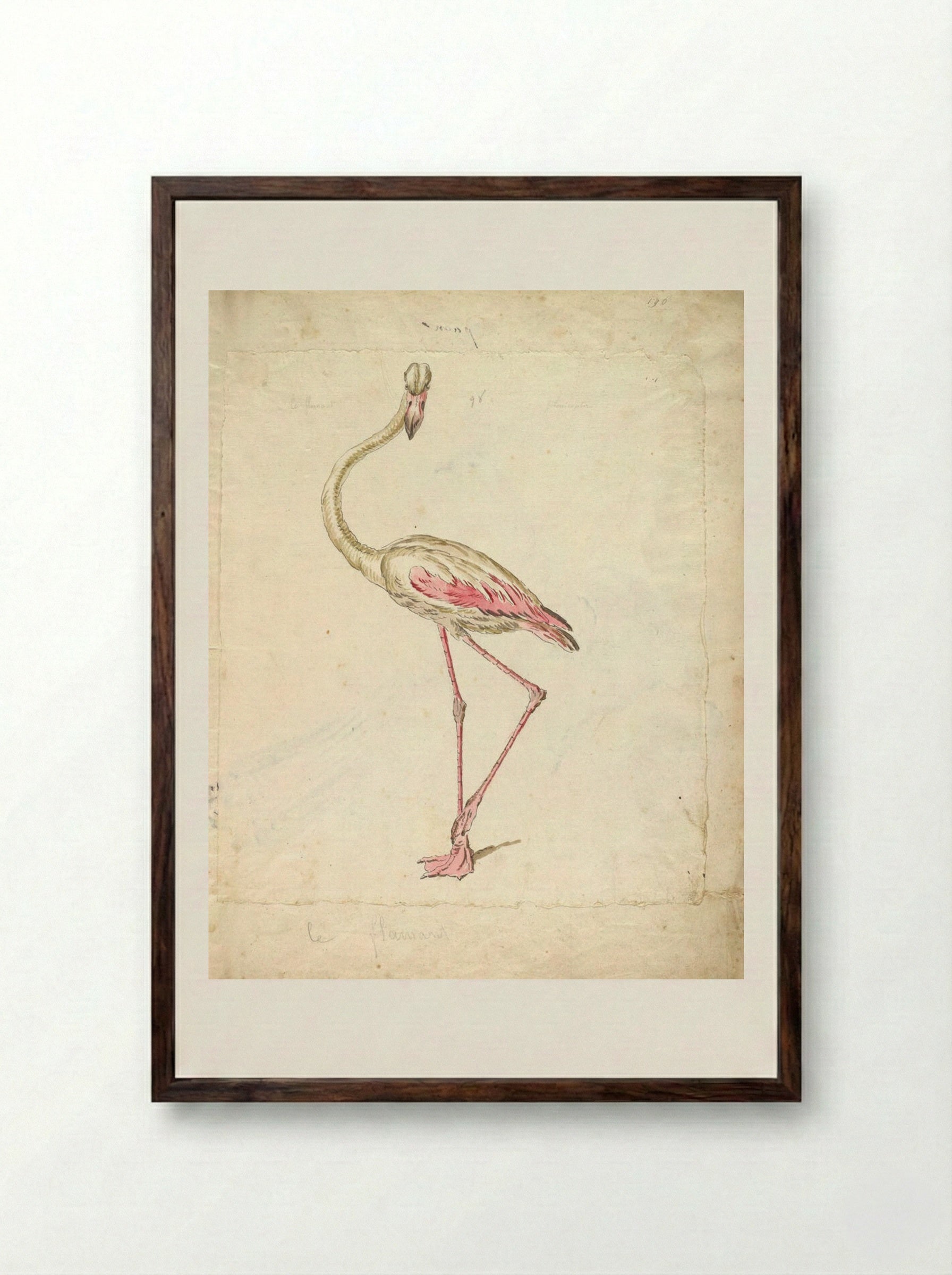 Flamingo - Jean-Baptiste Oudry - Framed Print Dark Wood