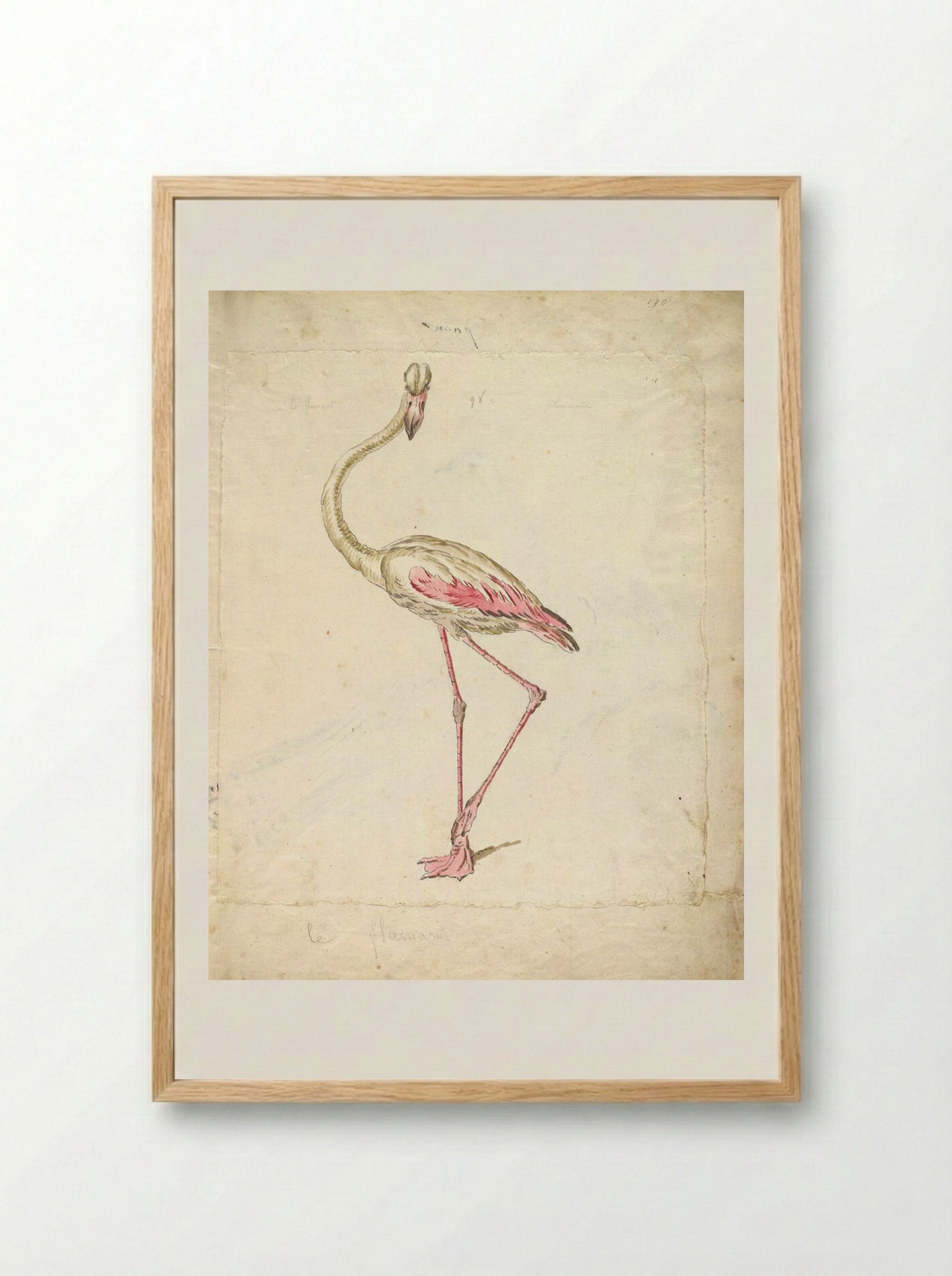 Flamingo - Jean-Baptiste Oudry - Framed Print Wood