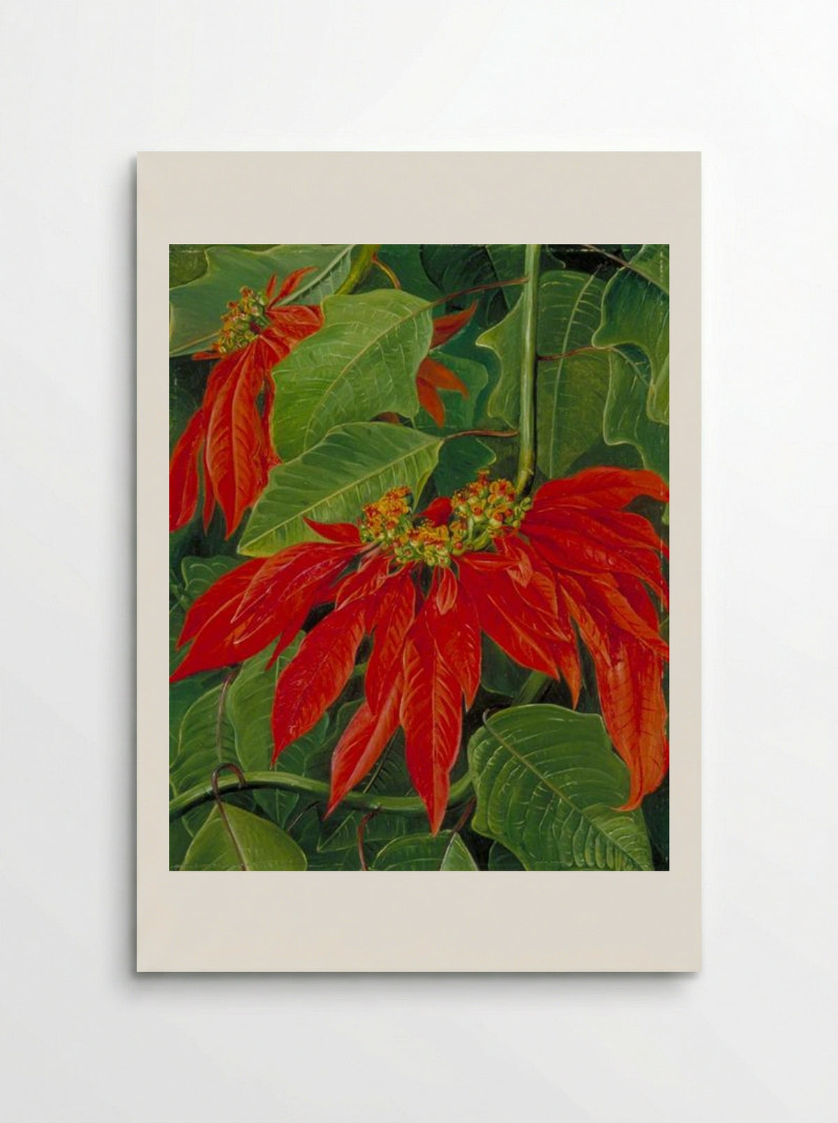 Flor de Pascua or Easter Flower, at Morro Velho, Brazil - Marianne North - Poster