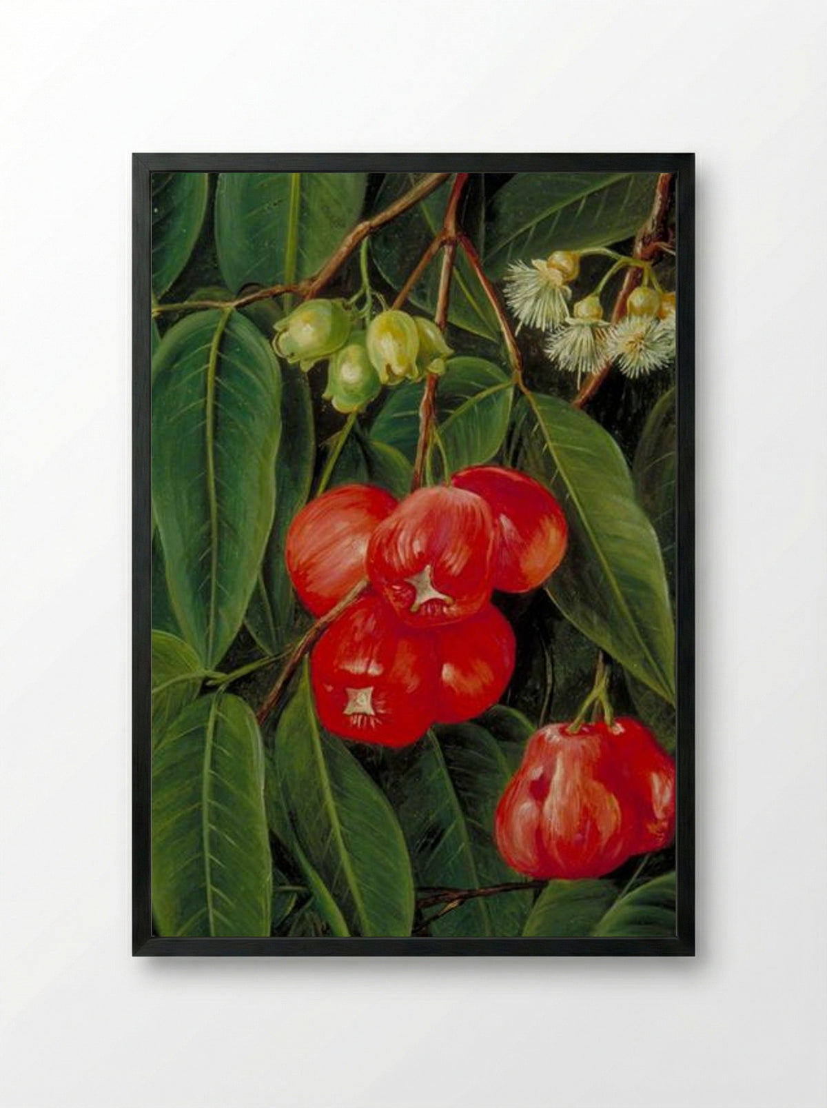 Flowers and Fruit of the Jamboa Boll, Java - Marianne North - Framed Print Black