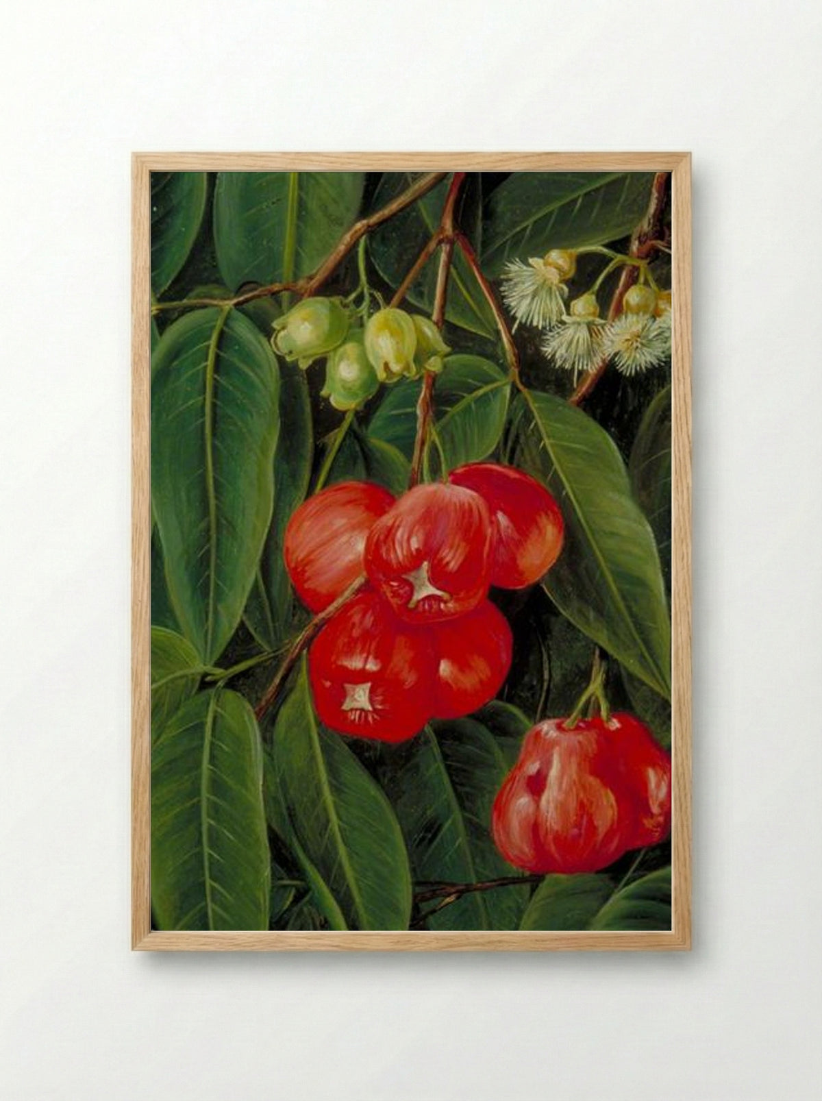 Flowers and Fruit of the Jamboa Boll, Java - Marianne North - Framed Print Wood