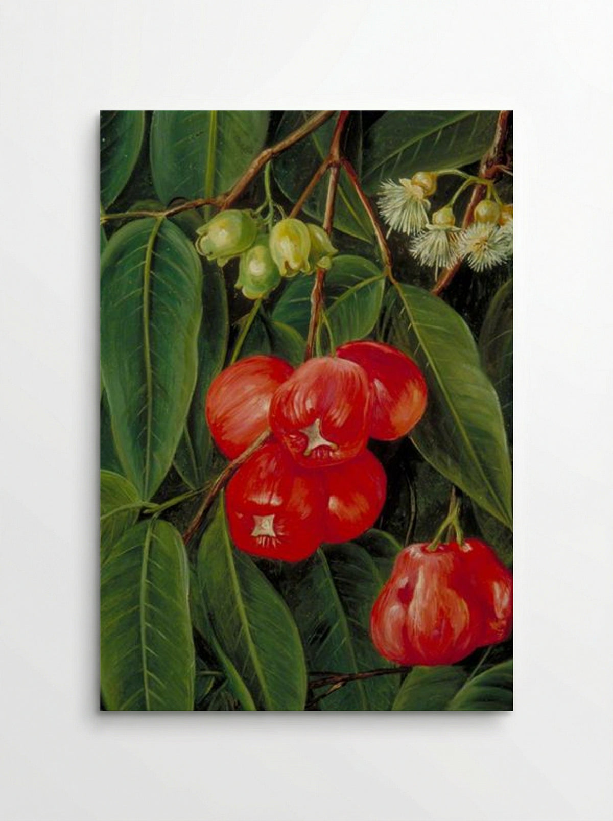 Flowers and Fruit of the Jamboa Boll, Java - Marianne North - Poster