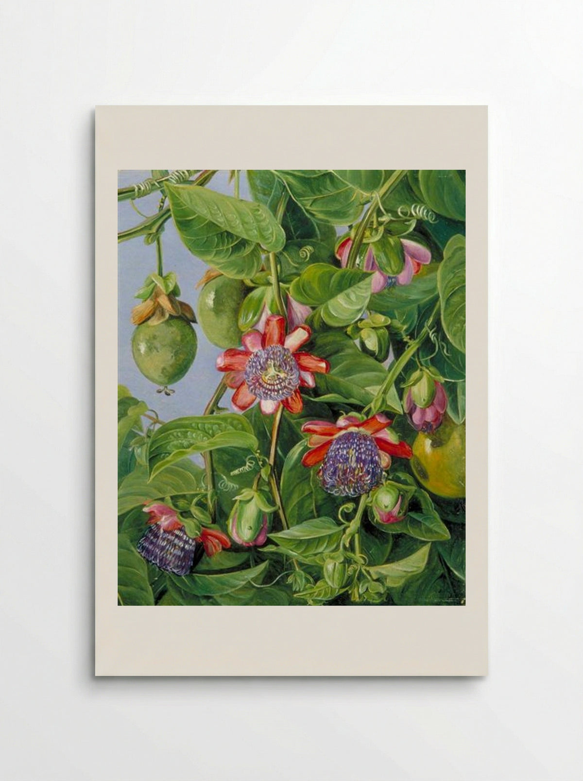 Flowers and Fruit of the Maricojas Passion Flower, Brazil - Marianne North - Poster