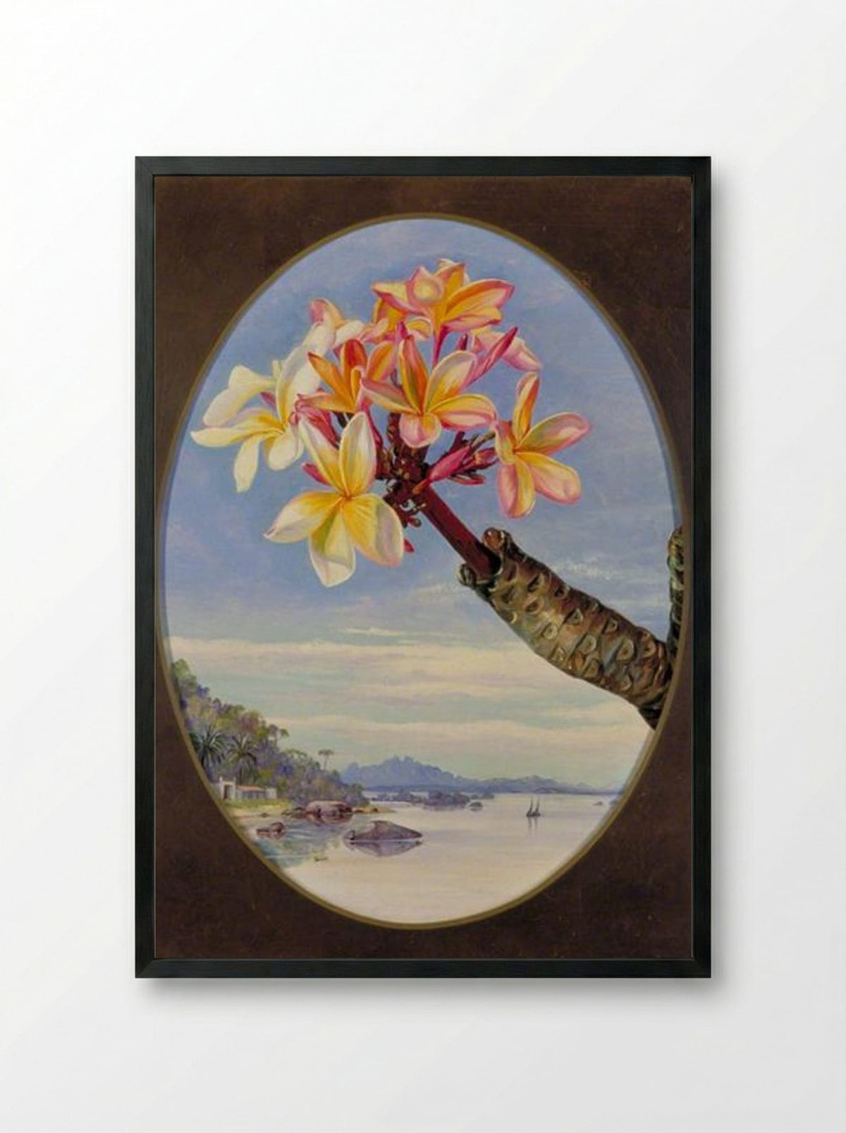 Flowers of Jasmine Mango or Frangipani, Brazil - Marianne North - Framed Print Black