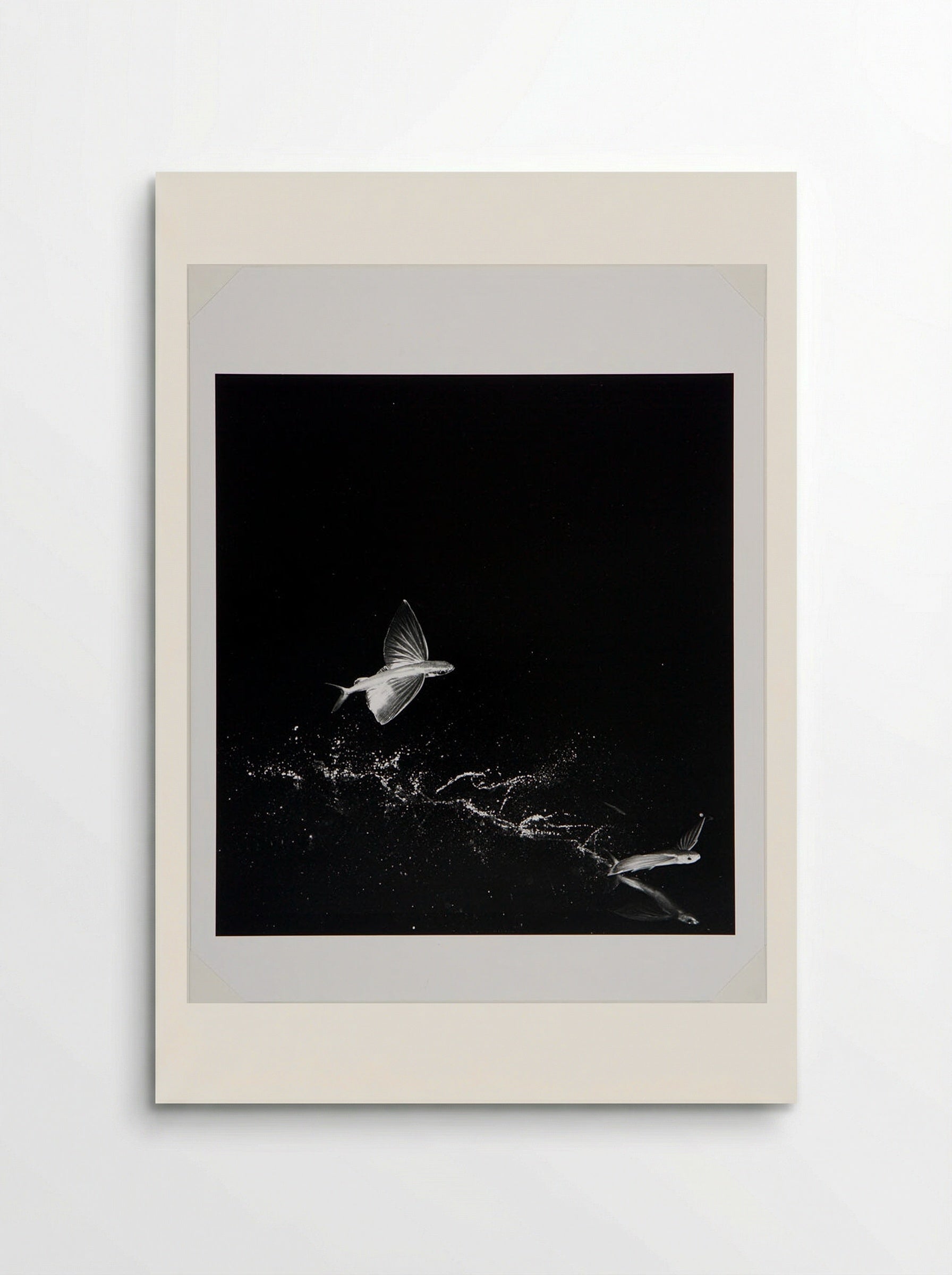 Flying Fish - Harold Edgerton - Poster