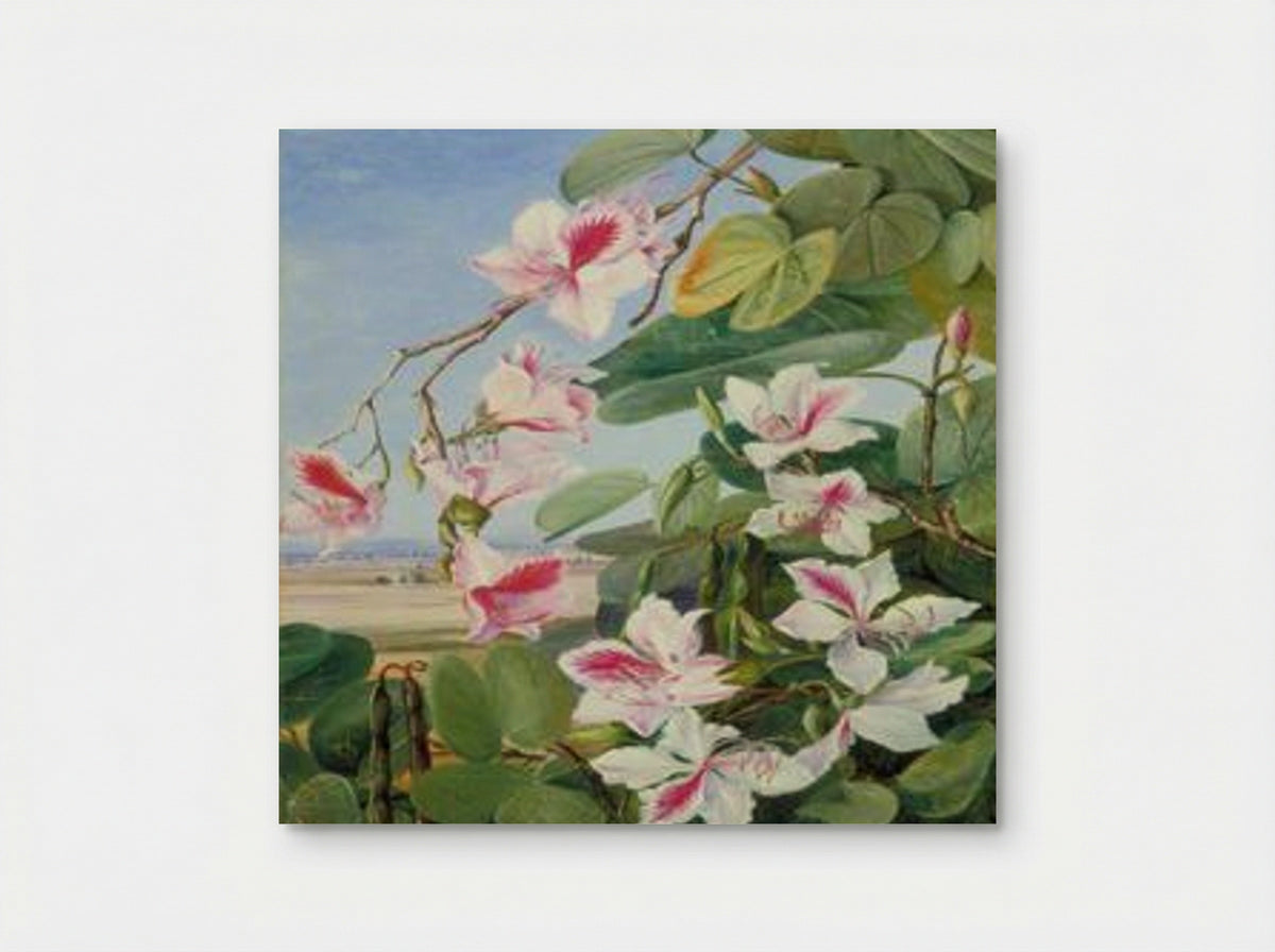 Foliage, Flowers and Fruit of a Common Indian Forest Tree - Marianne North - Poster