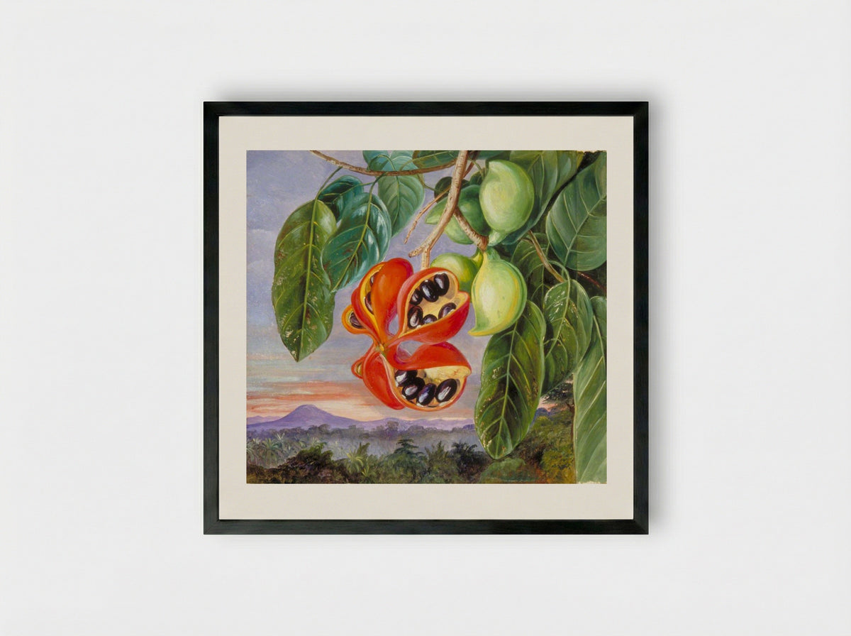 Foliage and Fruit of Sterculia parviflora - Marianne North - Framed Print Black