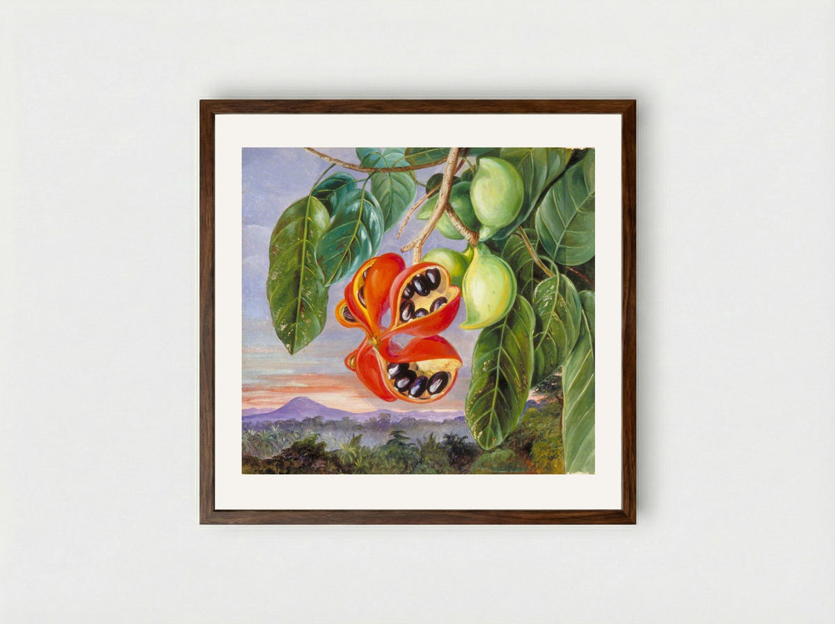 Foliage and Fruit of Sterculia parviflora - Marianne North - Framed Print Dark Wood