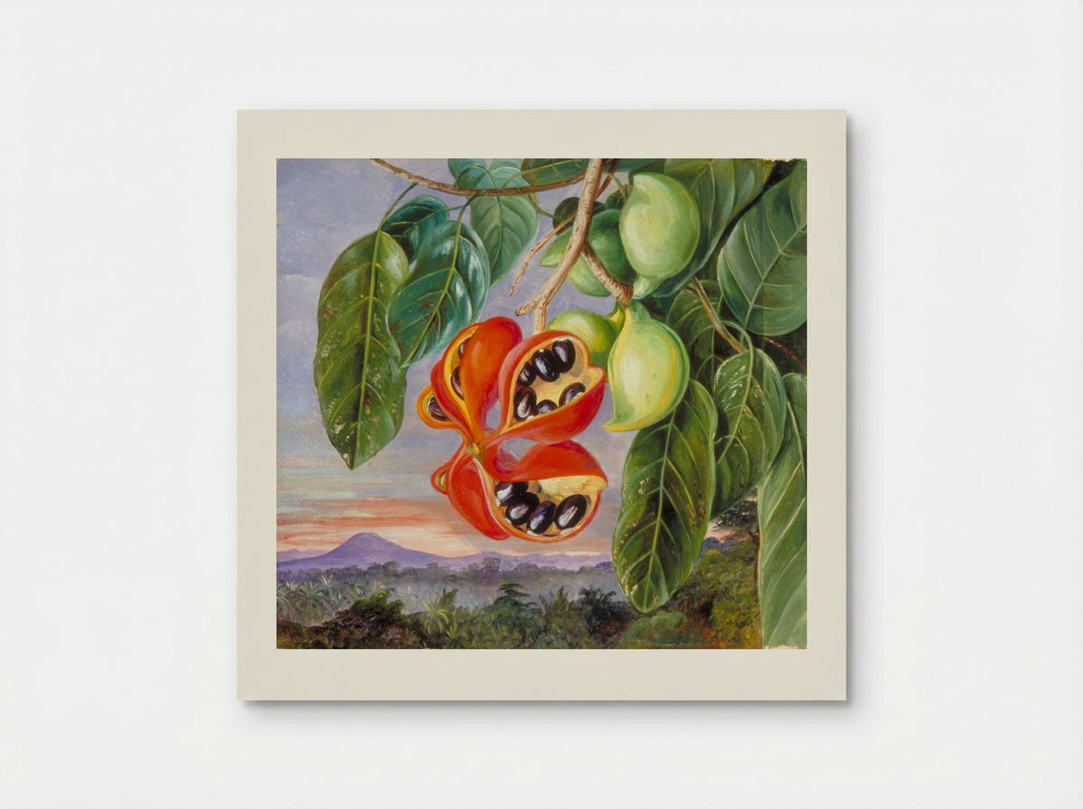 Foliage and Fruit of Sterculia parviflora - Marianne North - Poster
