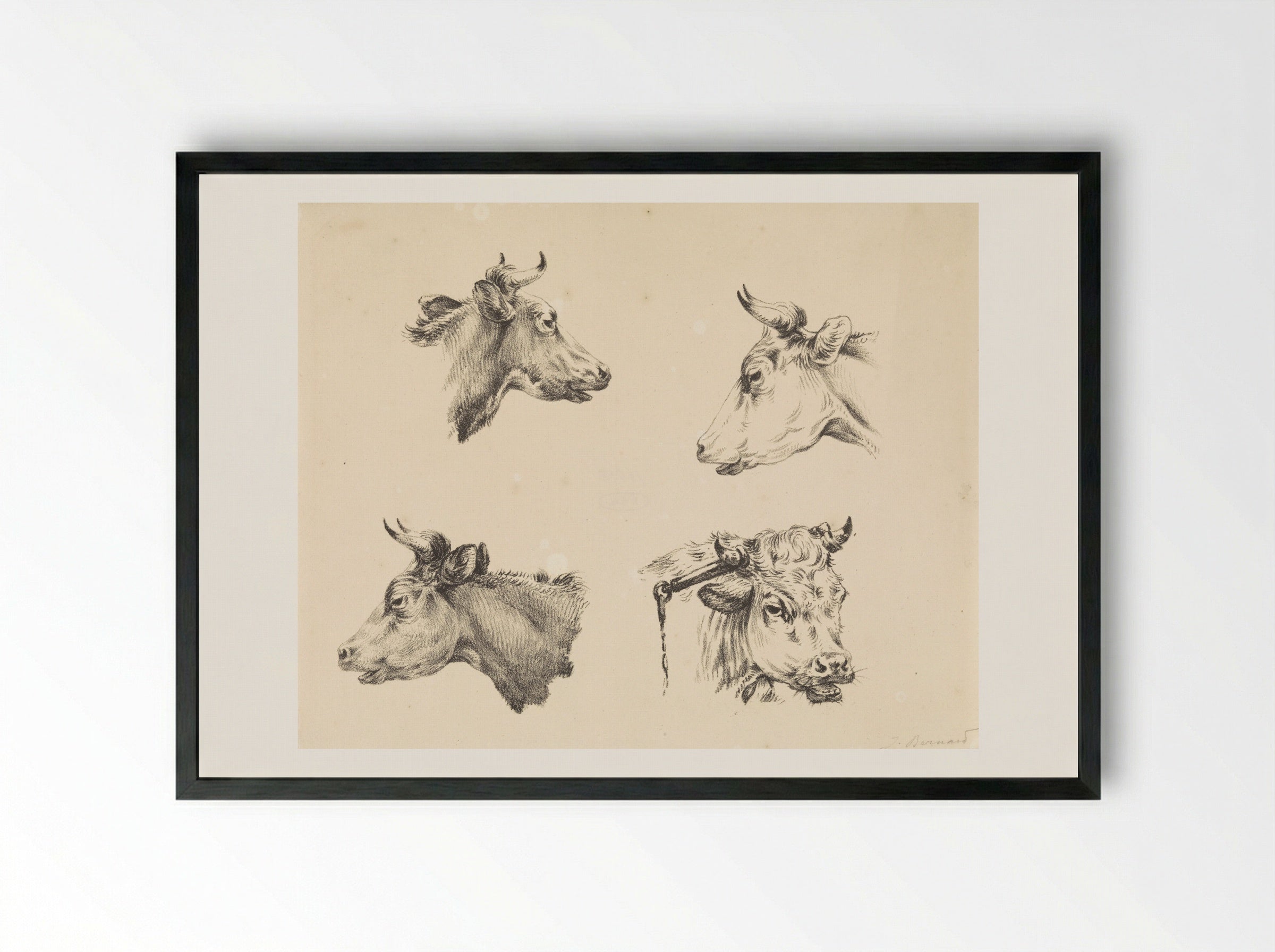 Four Bull Heads - Jean Bernard - Framed Print Black