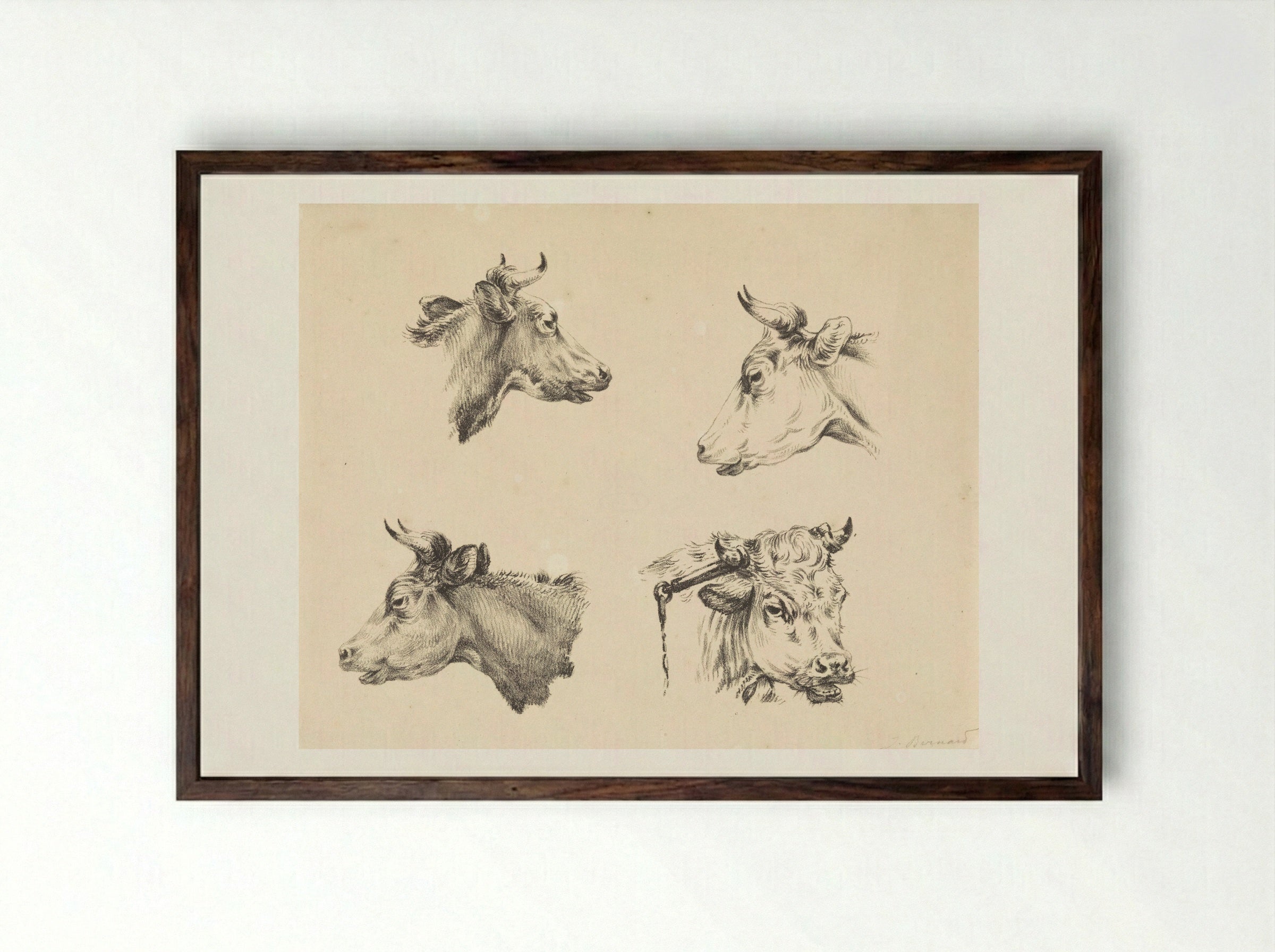 Four Bull Heads - Jean Bernard - Framed Print Dark Wood