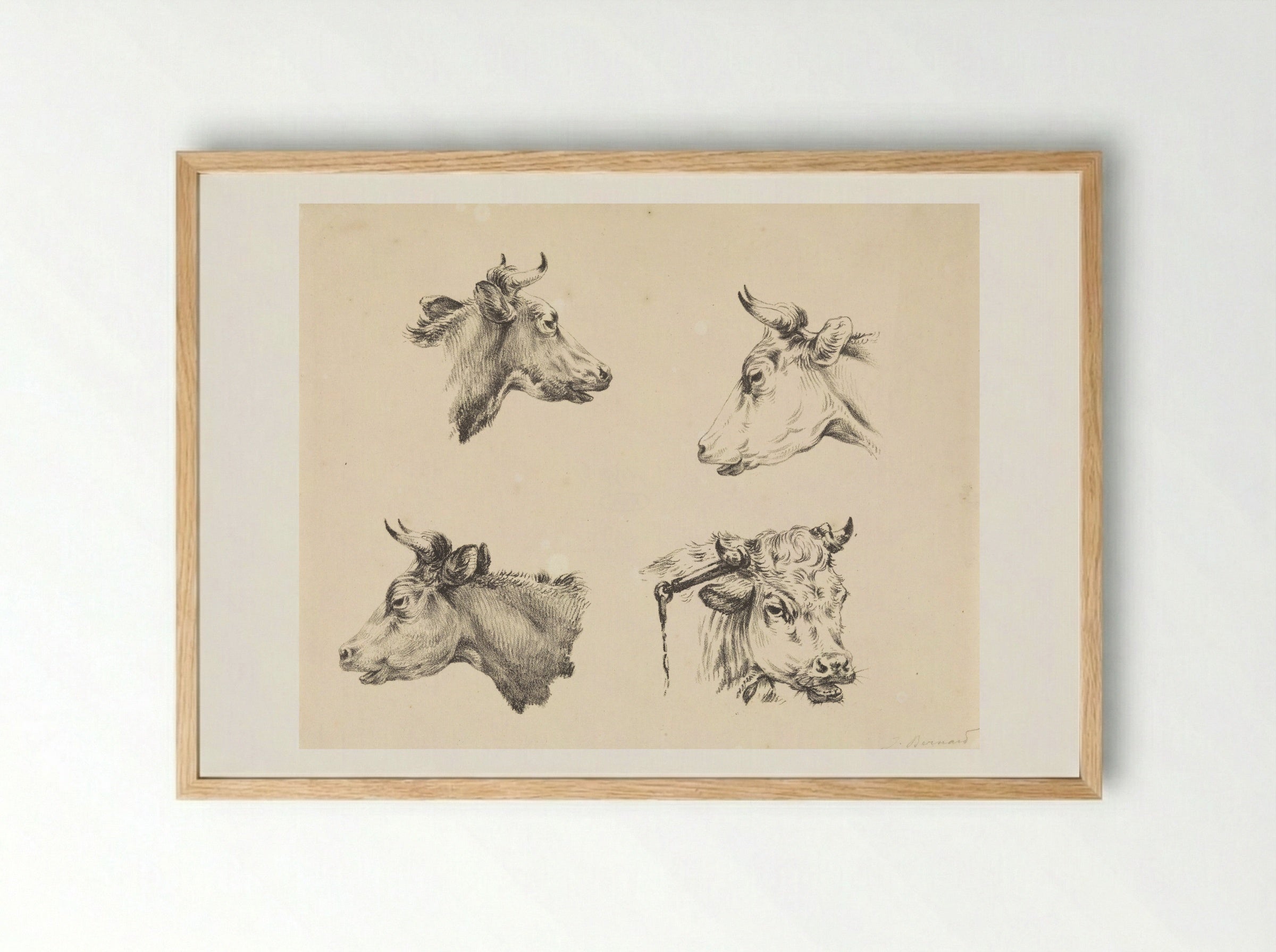 Four Bull Heads - Jean Bernard - Framed Print Wood