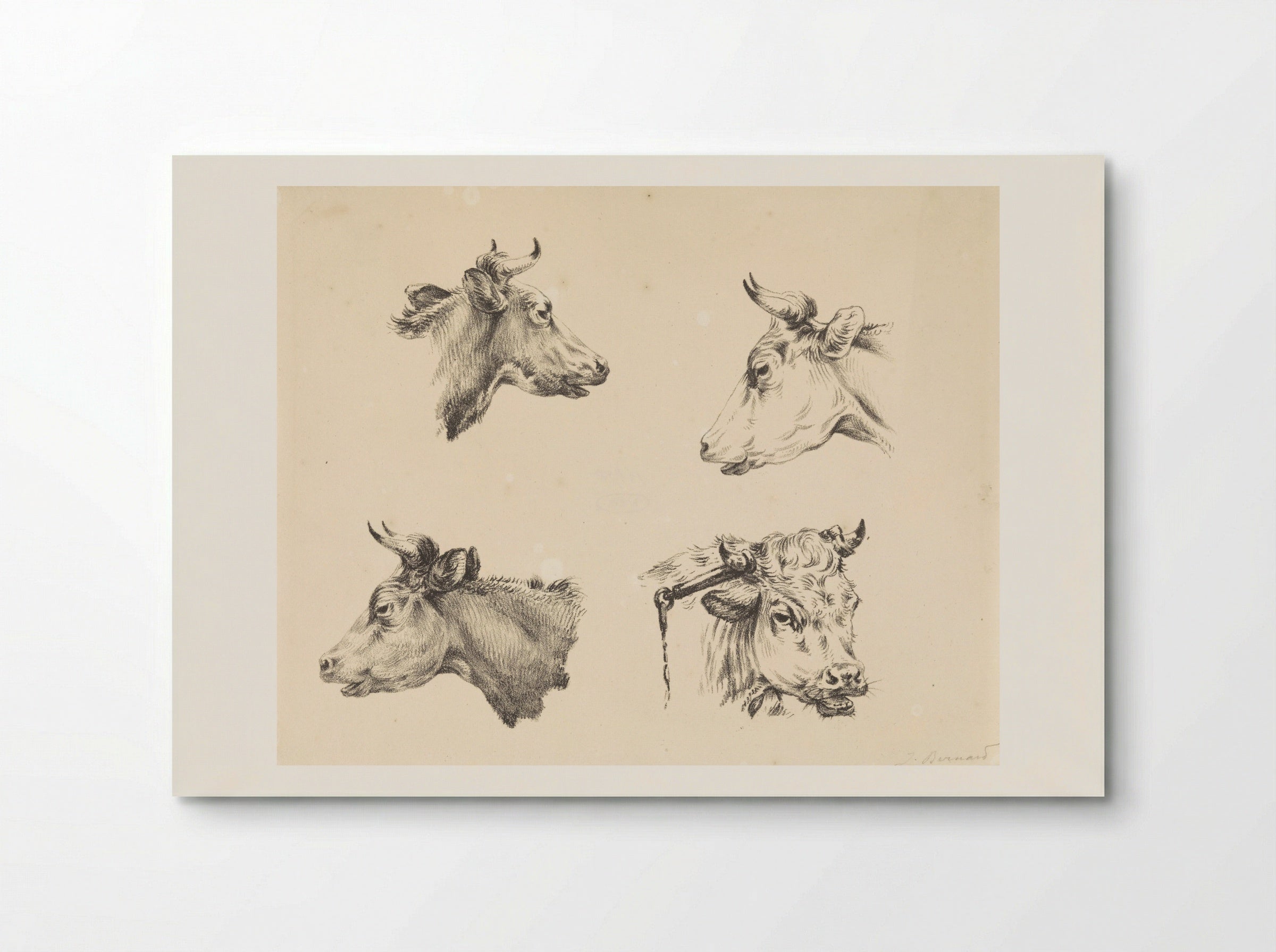 Four Bull Heads - Jean Bernard - Poster