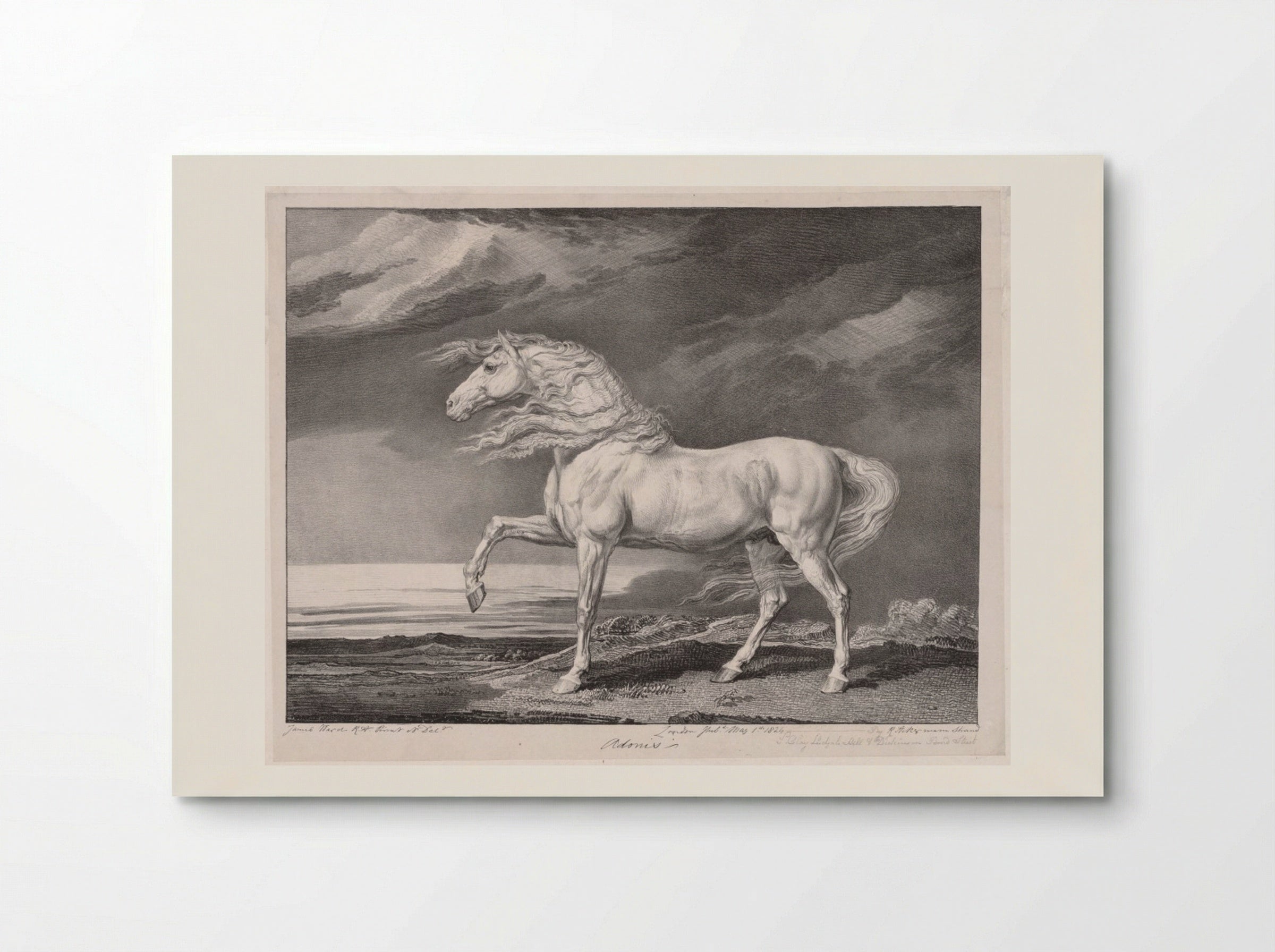 Fourteen Celebrated Horses: Adonis - James Ward - Poster