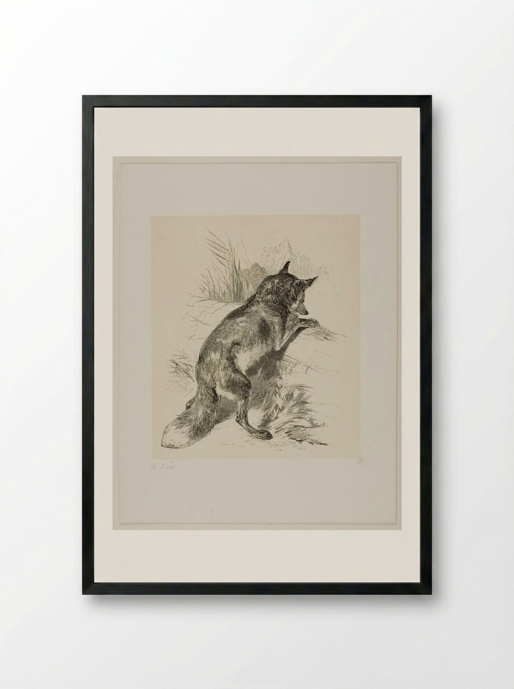 Fox (Engraving after Harrison Weir) - William Frederick Measom - Framed Print Black