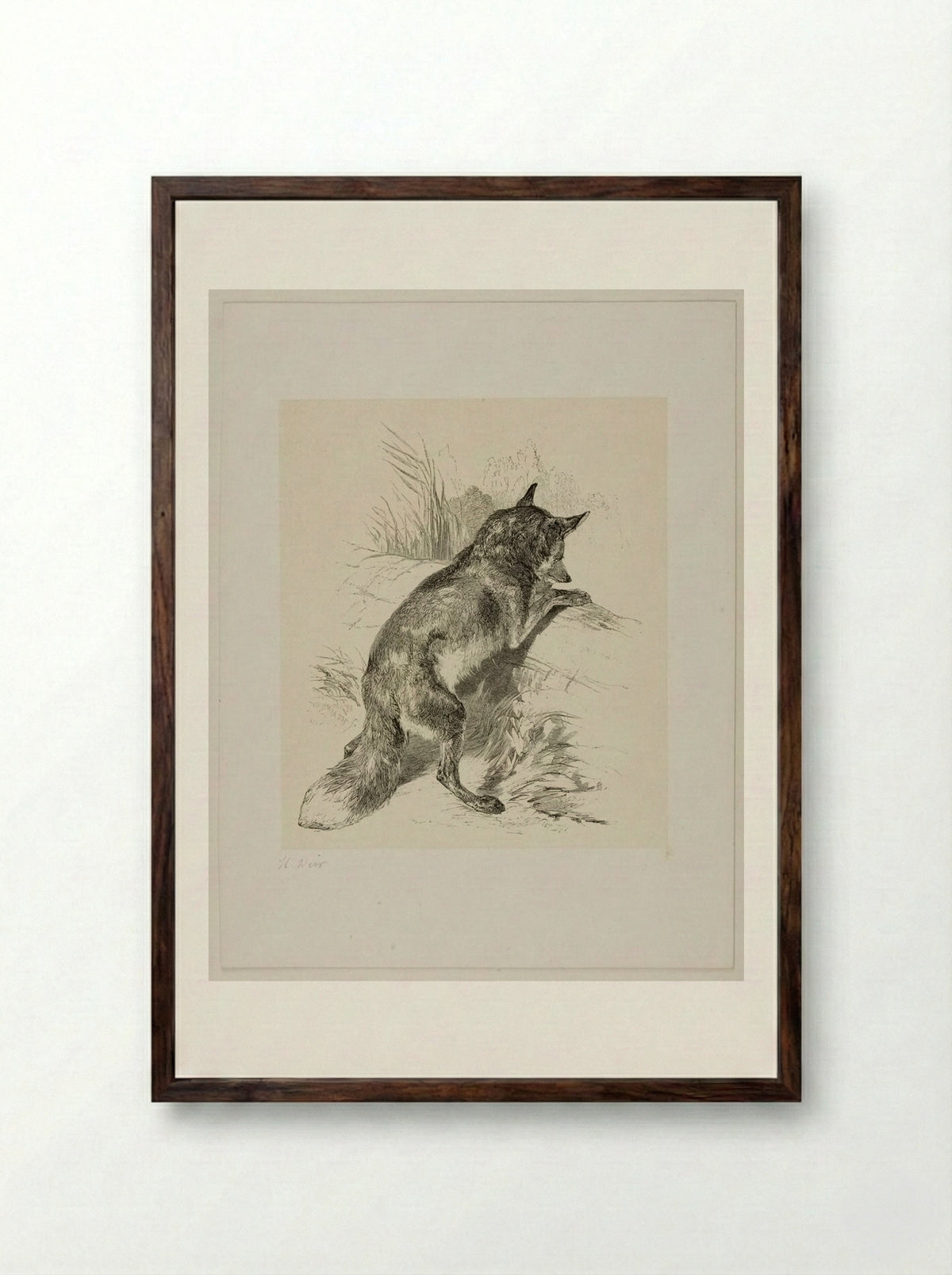 Fox (Engraving after Harrison Weir) - William Frederick Measom - Framed Print Dark Wood