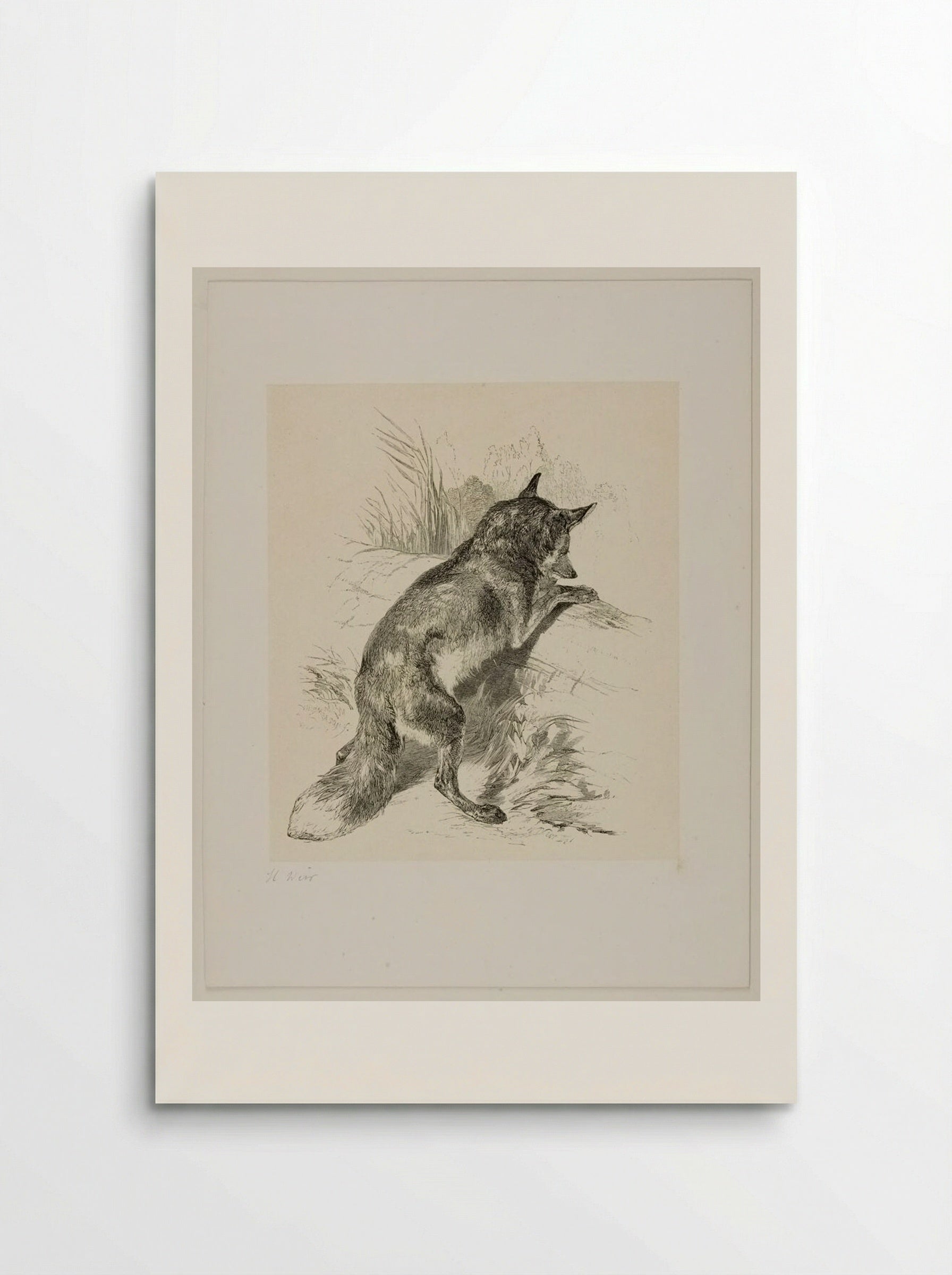 Fox (Engraving after Harrison Weir) - William Frederick Measom - Poster