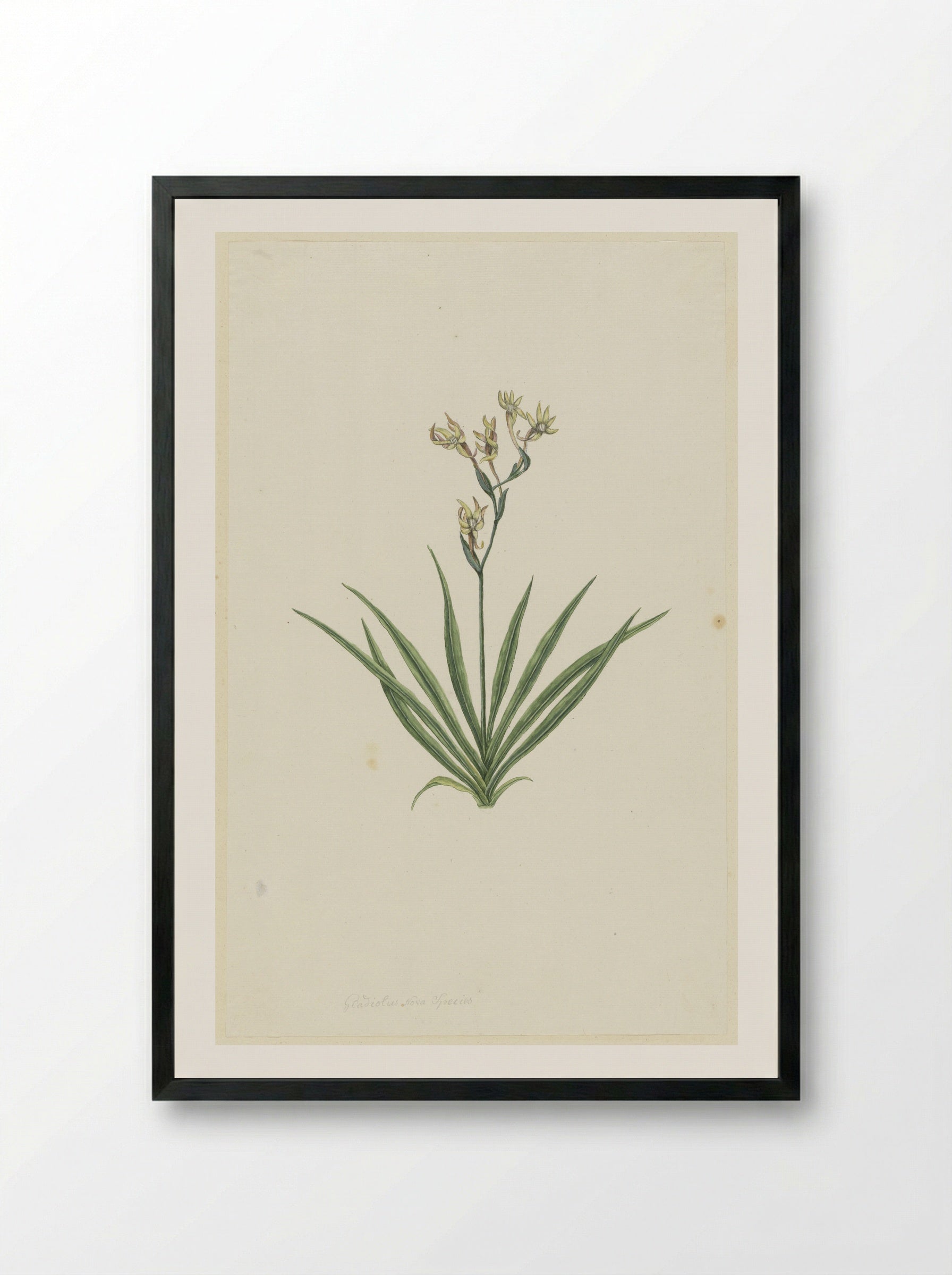 Freesia viridis - Robert Jacob Gordon - Framed Print Black