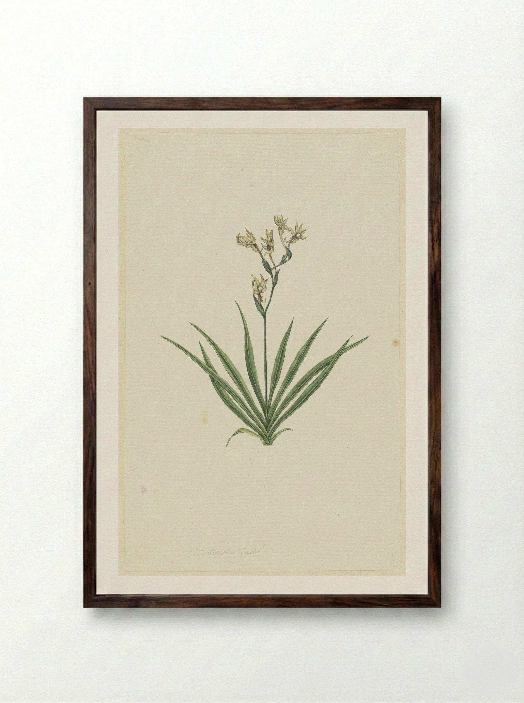 Freesia viridis - Robert Jacob Gordon - Framed Print Dark Wood