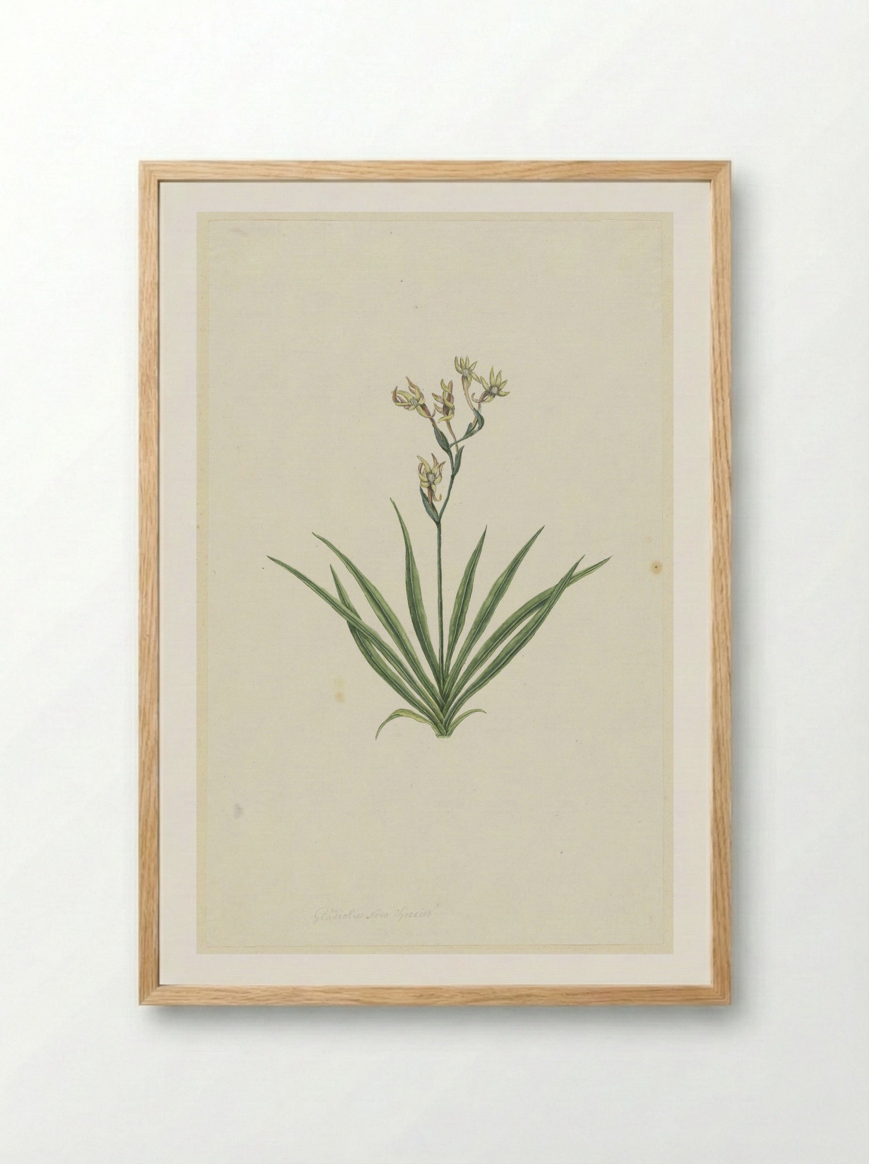 Freesia viridis - Robert Jacob Gordon - Framed Print Wood