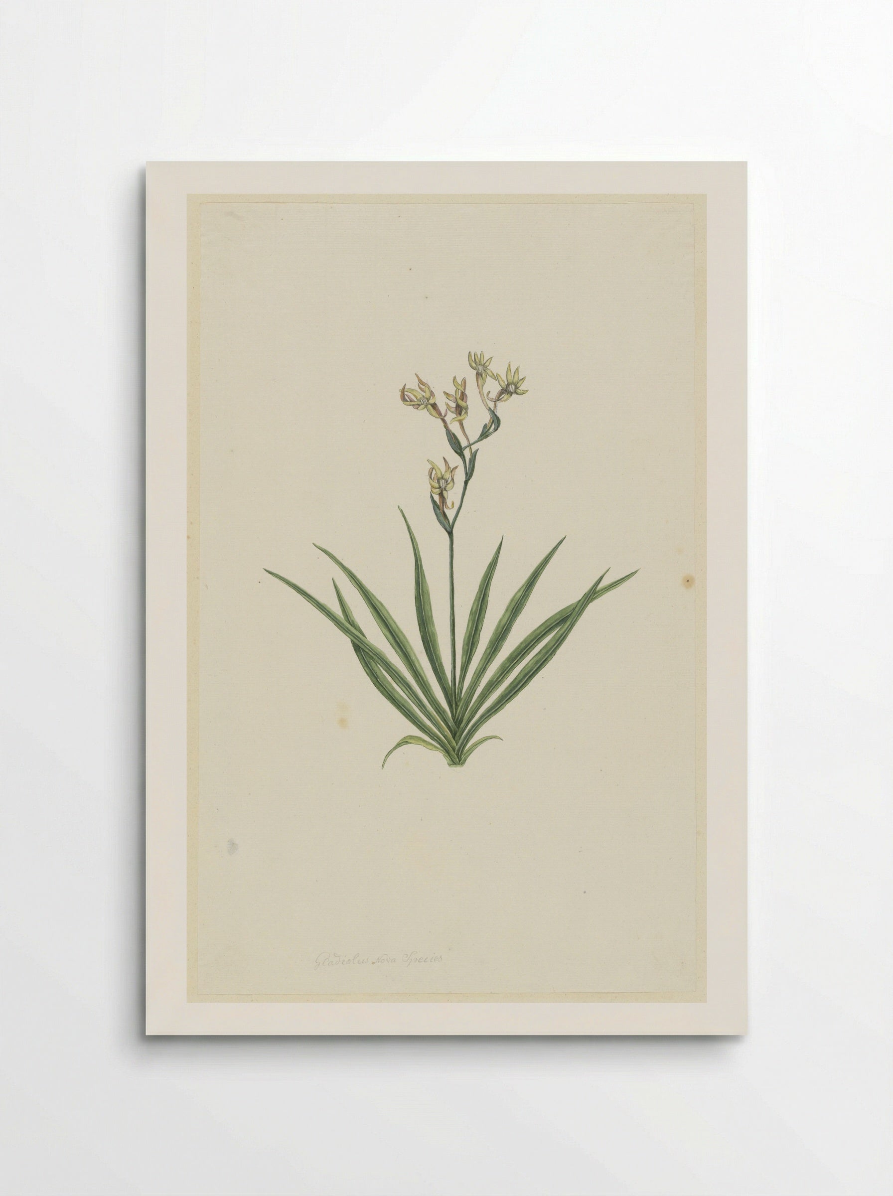 Freesia viridis - Robert Jacob Gordon - Poster