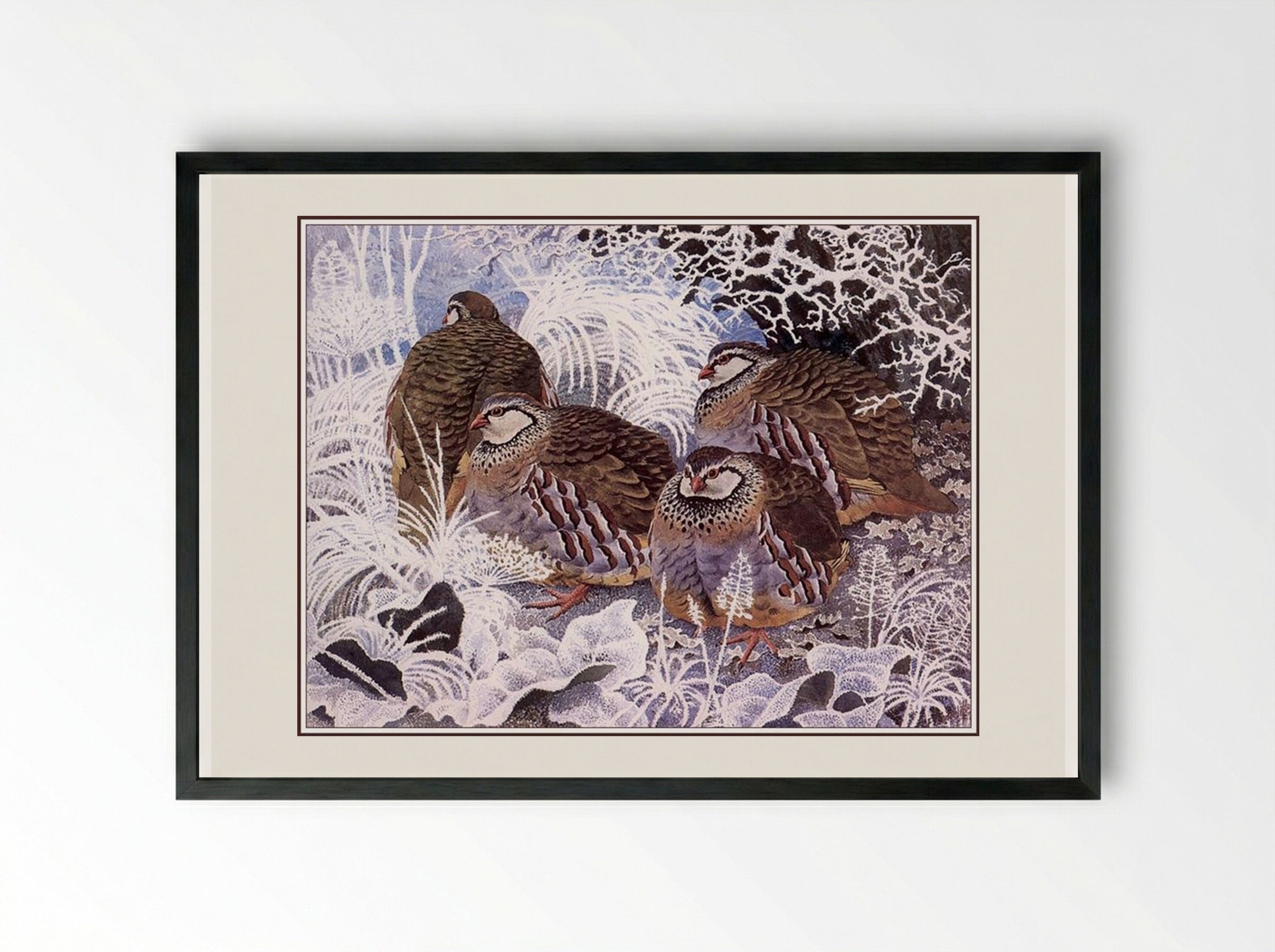 French Partridges - Charles Tunnicliffe - Framed Print Black