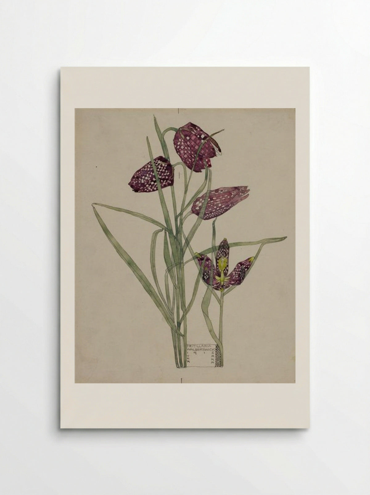 Fritillaria - Charles Rennie Mackintosh - Poster