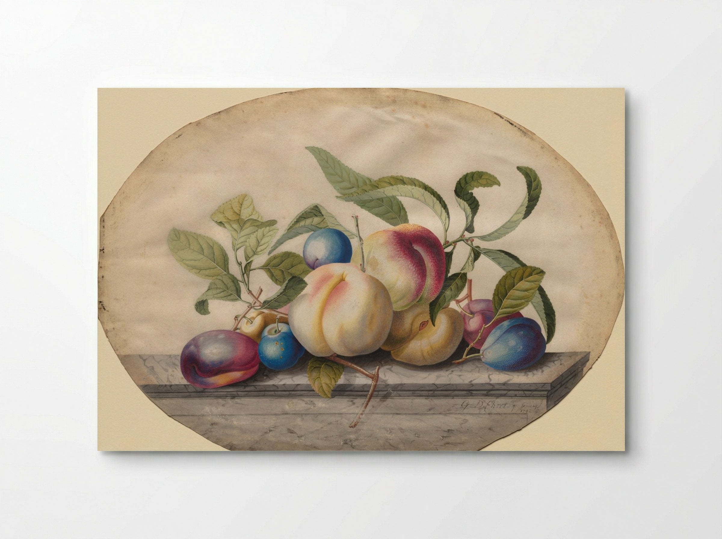 Fruit Arrangement: Peaches and Plums on a Slab of Marble - Georg Dionysius Ehret - Poster