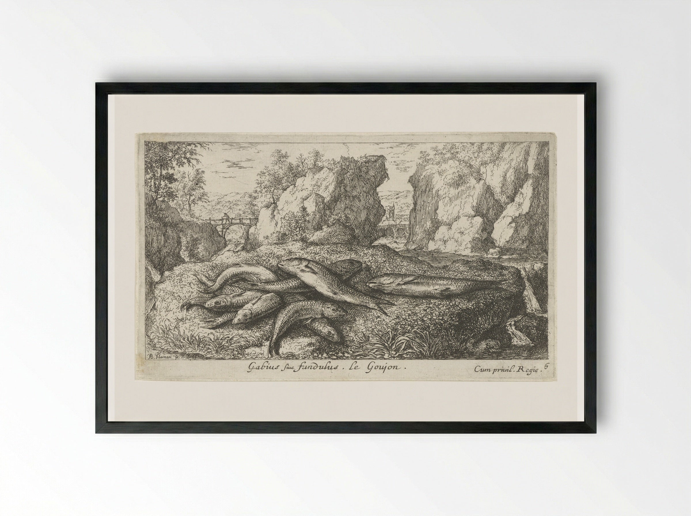 Gabius sive fundulus - Albert Flamen - Framed Print Black