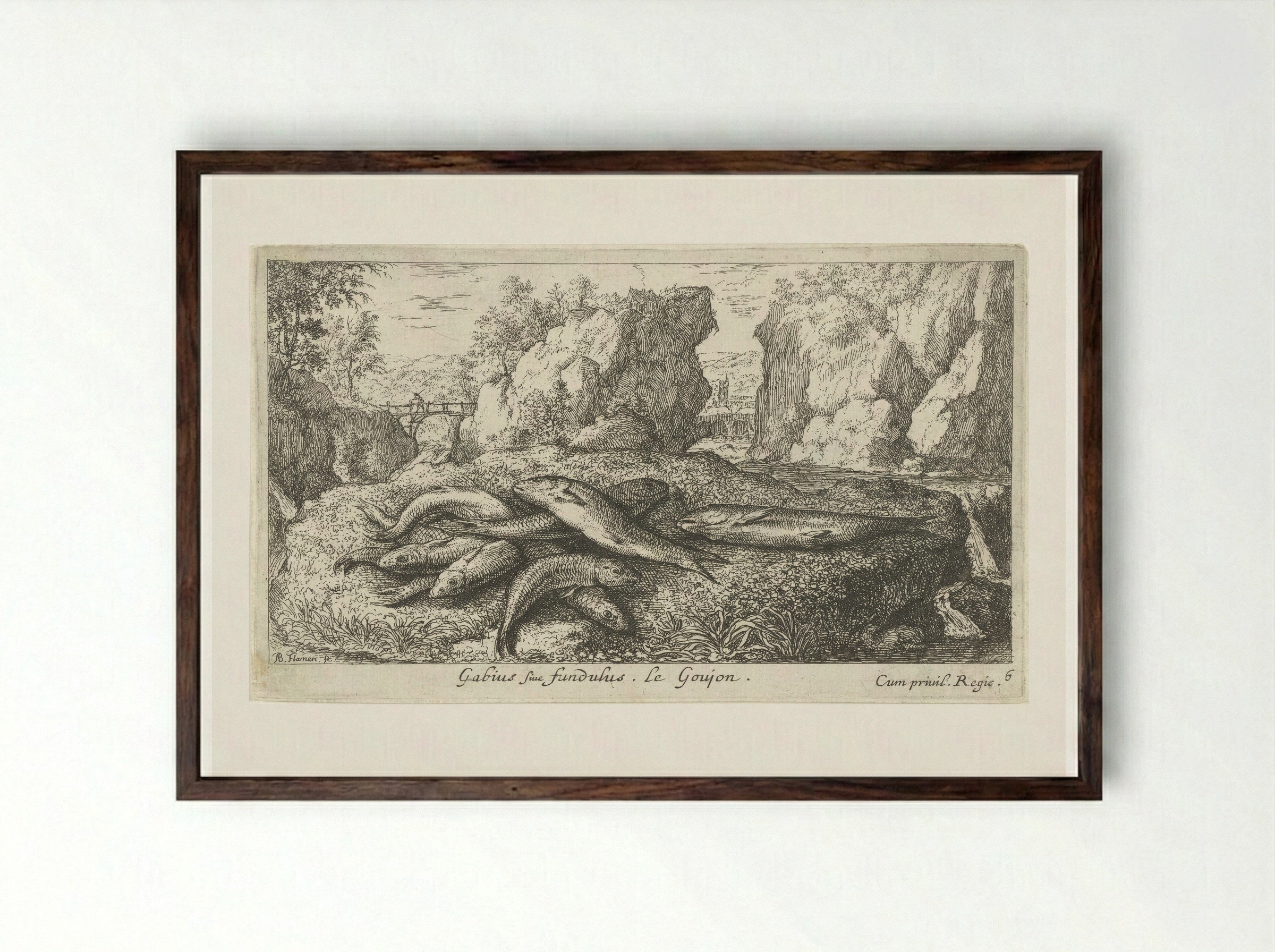 Gabius sive fundulus - Albert Flamen - Framed Print Dark Wood