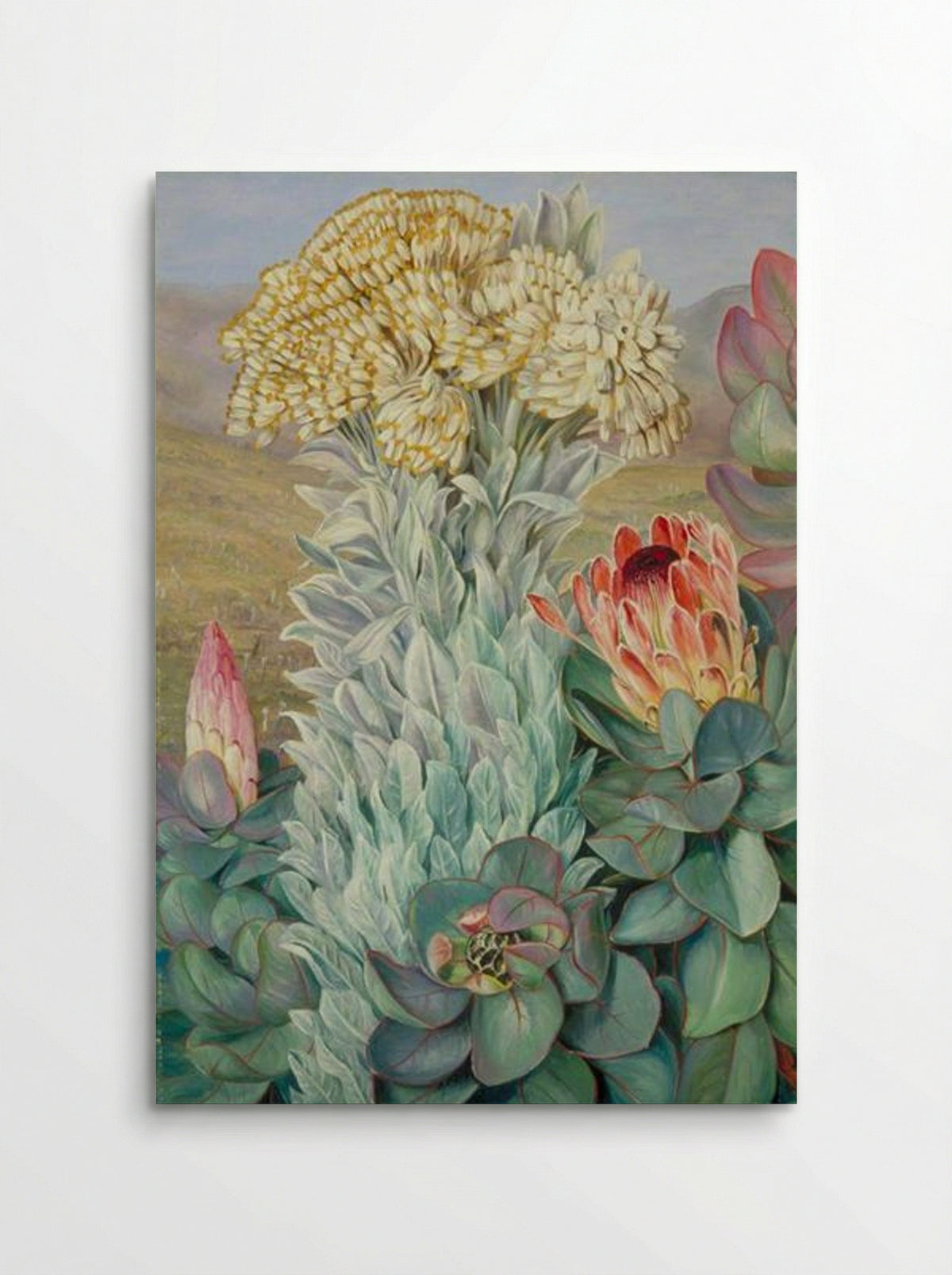 Giant Everlasting and Protea on the Hills near Port Elizabeth - Marianne North - Poster