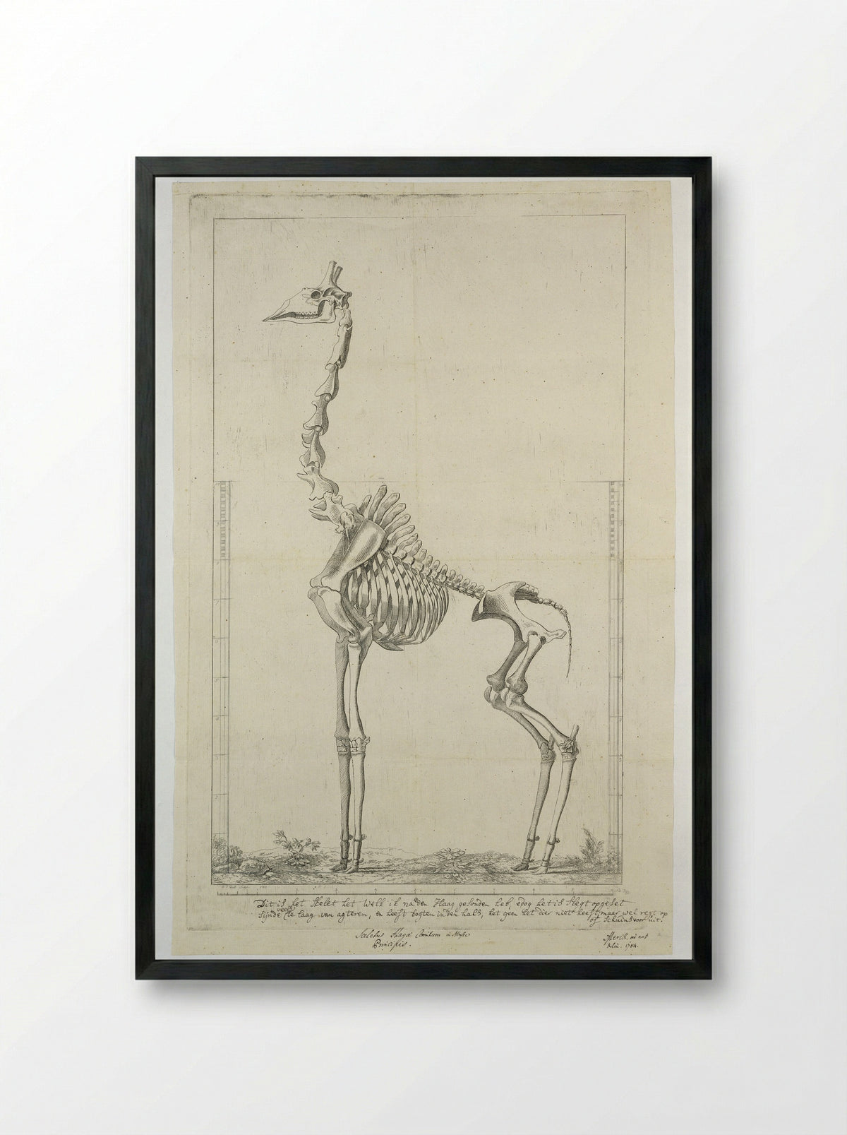 Giraffa camelopardalis (Giraffe) Skeleton - Jean François Gout - Framed Print Black