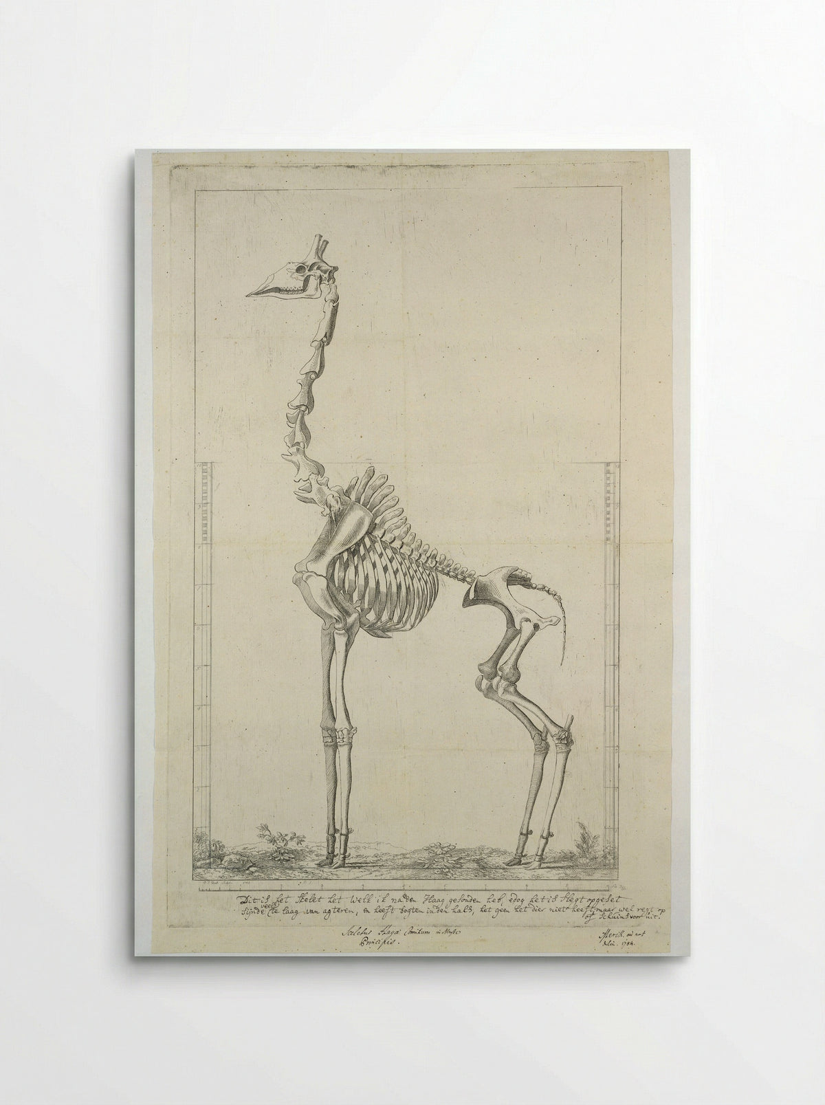 Giraffa camelopardalis (Giraffe) Skeleton - Jean François Gout - Poster