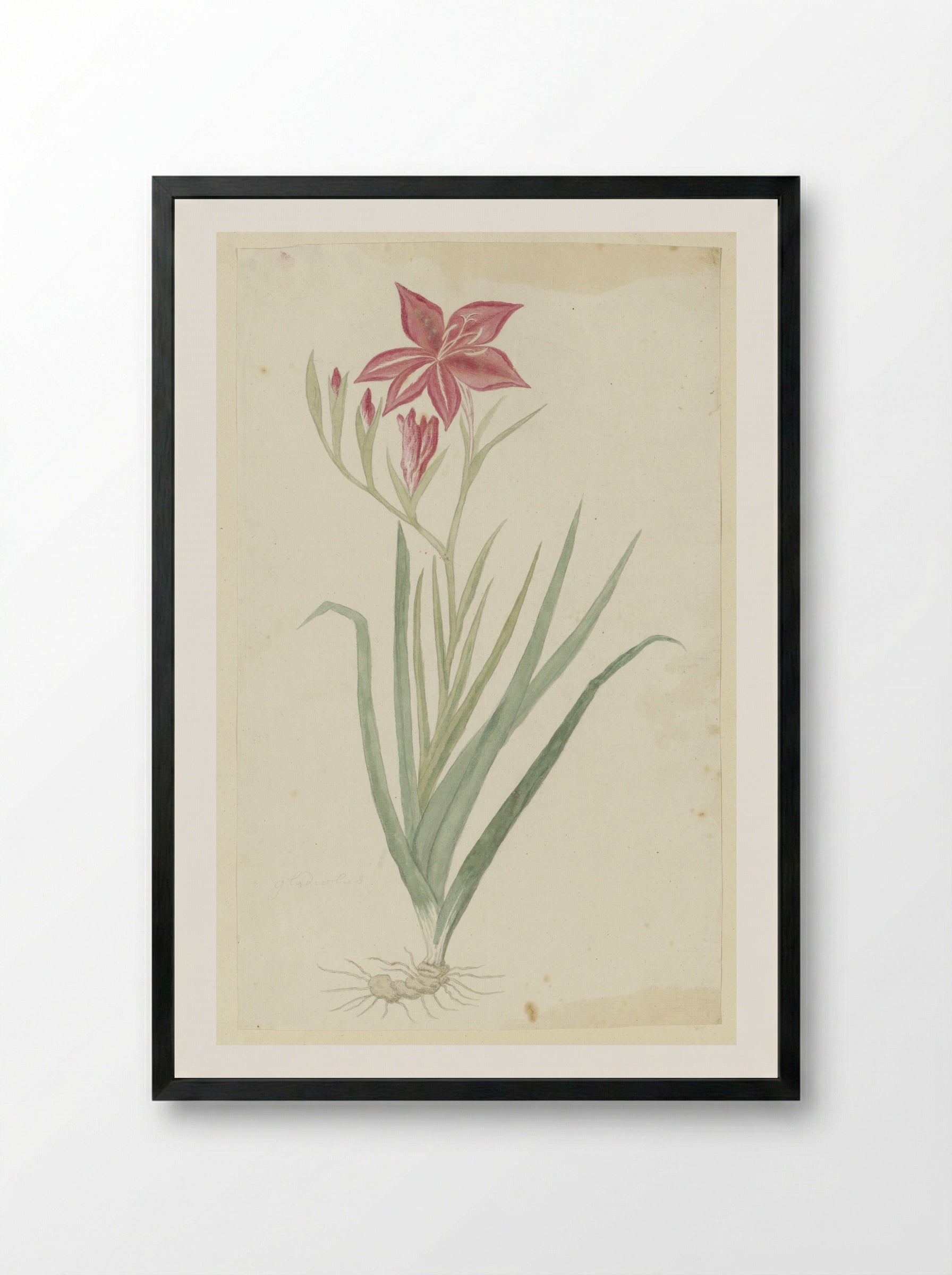 Gladiolus cardinalis - Robert Jacob Gordon - Framed Print Black