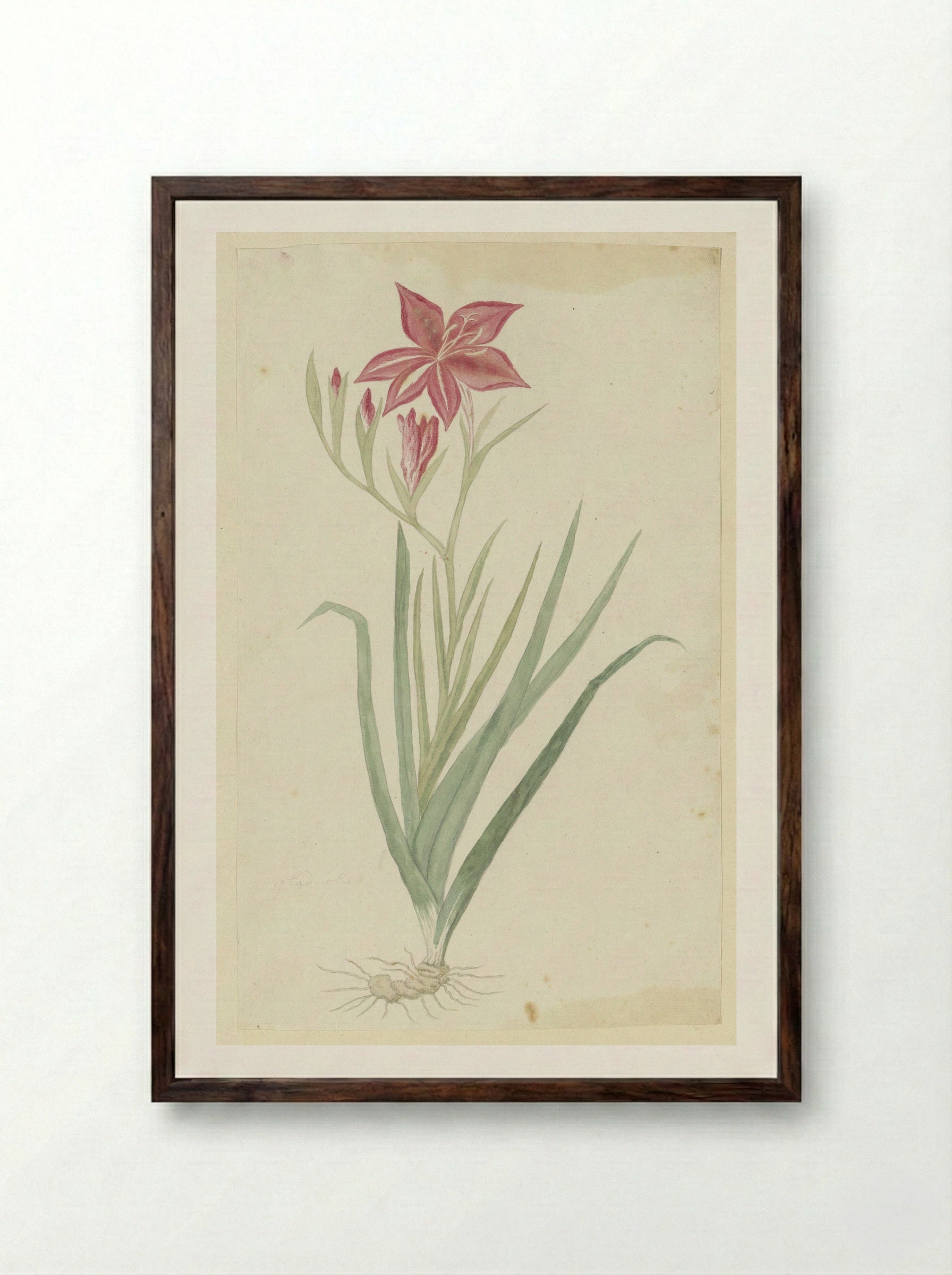 Gladiolus cardinalis - Robert Jacob Gordon - Framed Print Dark Wood