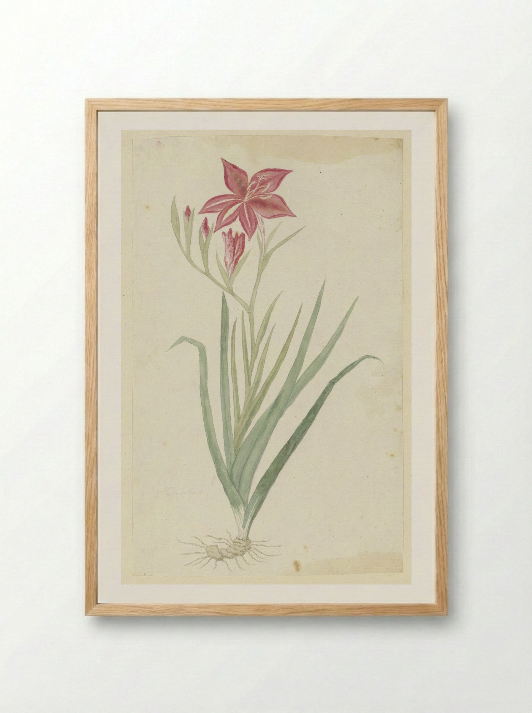 Gladiolus cardinalis - Robert Jacob Gordon - Framed Print Wood
