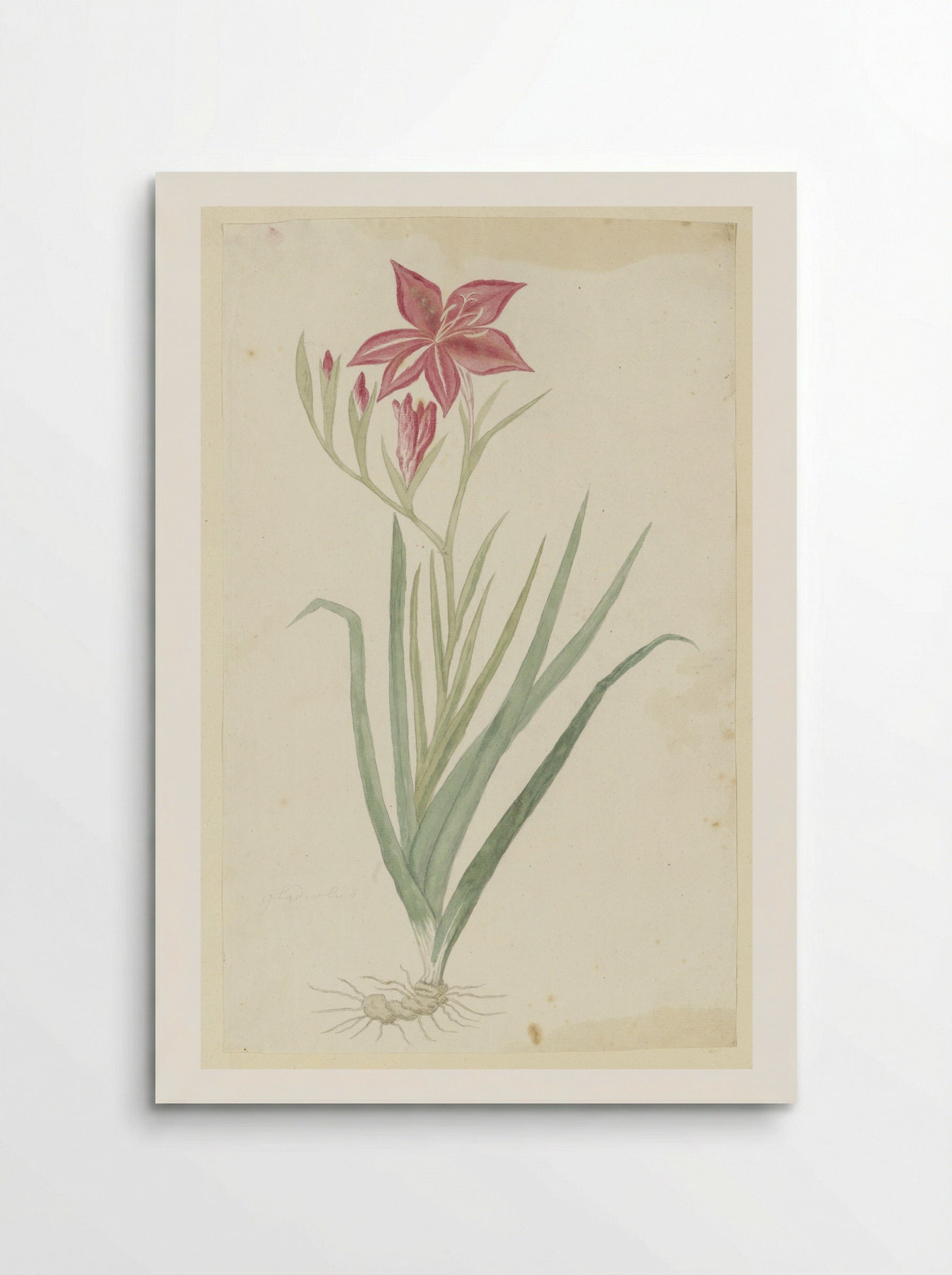 Gladiolus cardinalis - Robert Jacob Gordon - Poster