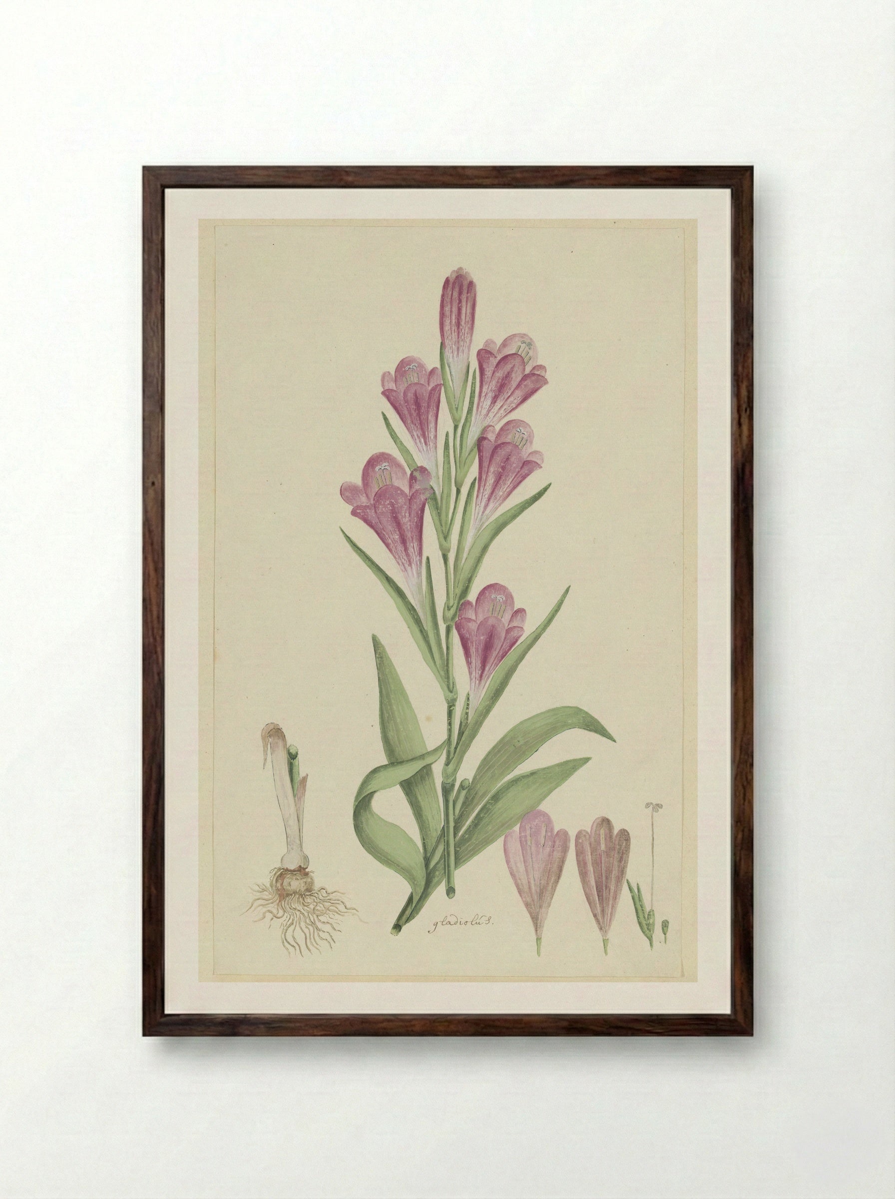 Gladiolus caryophyllaceus - Robert Jacob Gordon - Framed Print Dark Wood