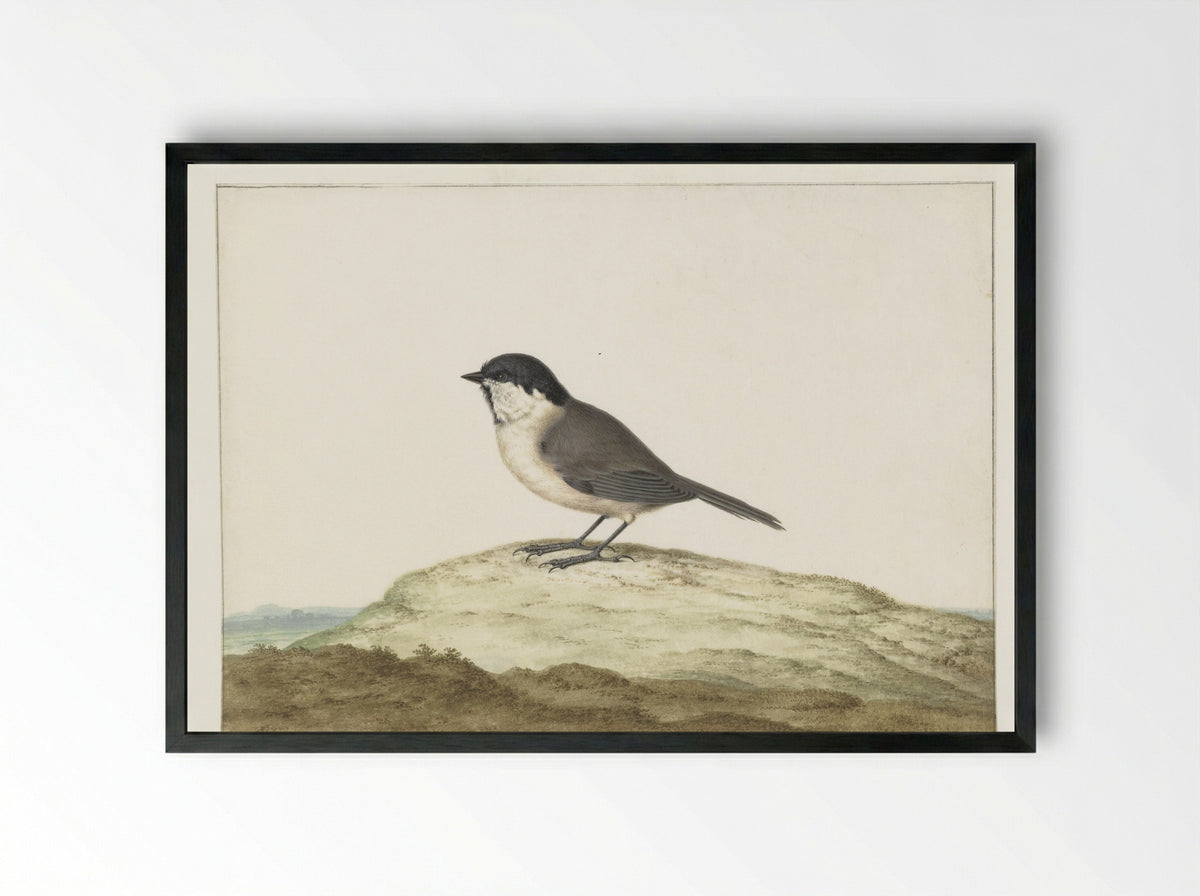 Glanskop (Willow Tit) - Johannes Bronkhorst - Framed Print Black