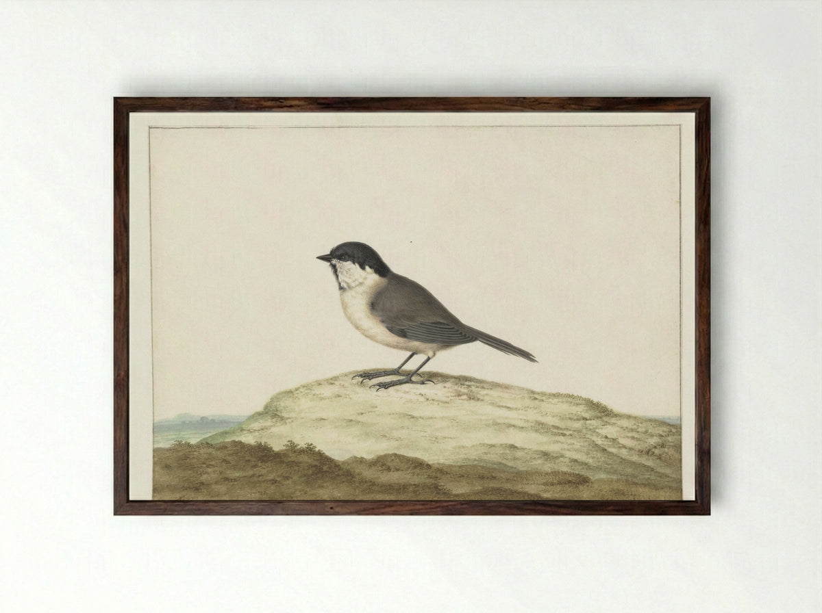 Glanskop (Willow Tit) - Johannes Bronkhorst - Framed Print Dark Wood