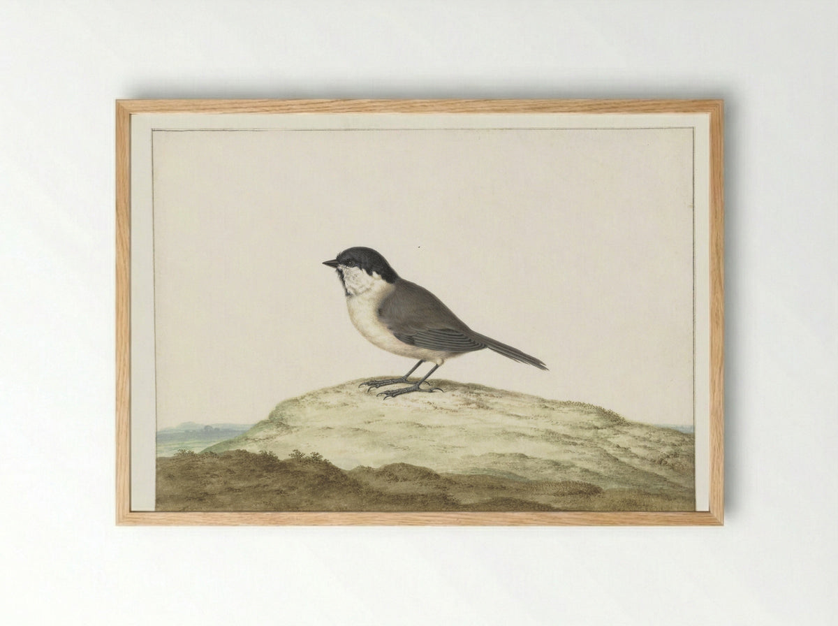 Glanskop (Willow Tit) - Johannes Bronkhorst - Framed Print Wood