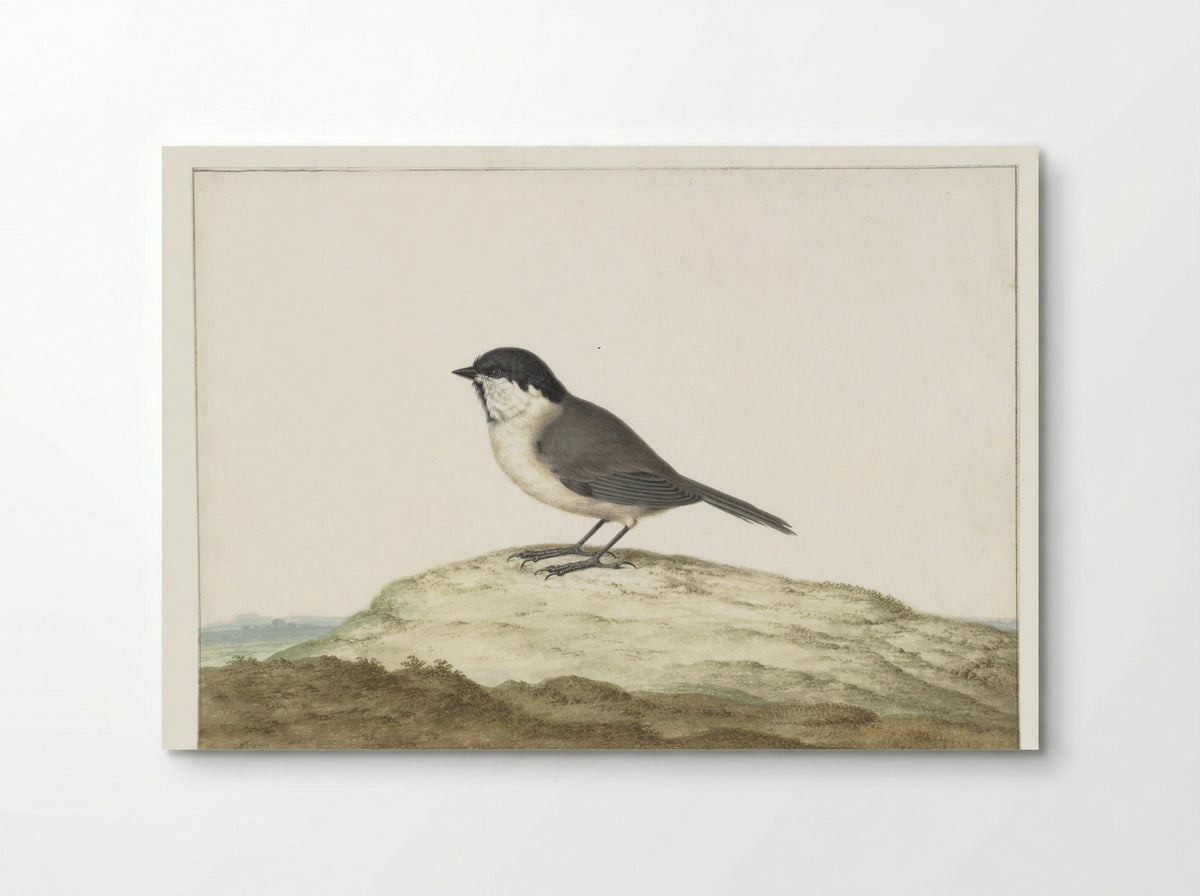 Glanskop (Willow Tit) - Johannes Bronkhorst - Poster